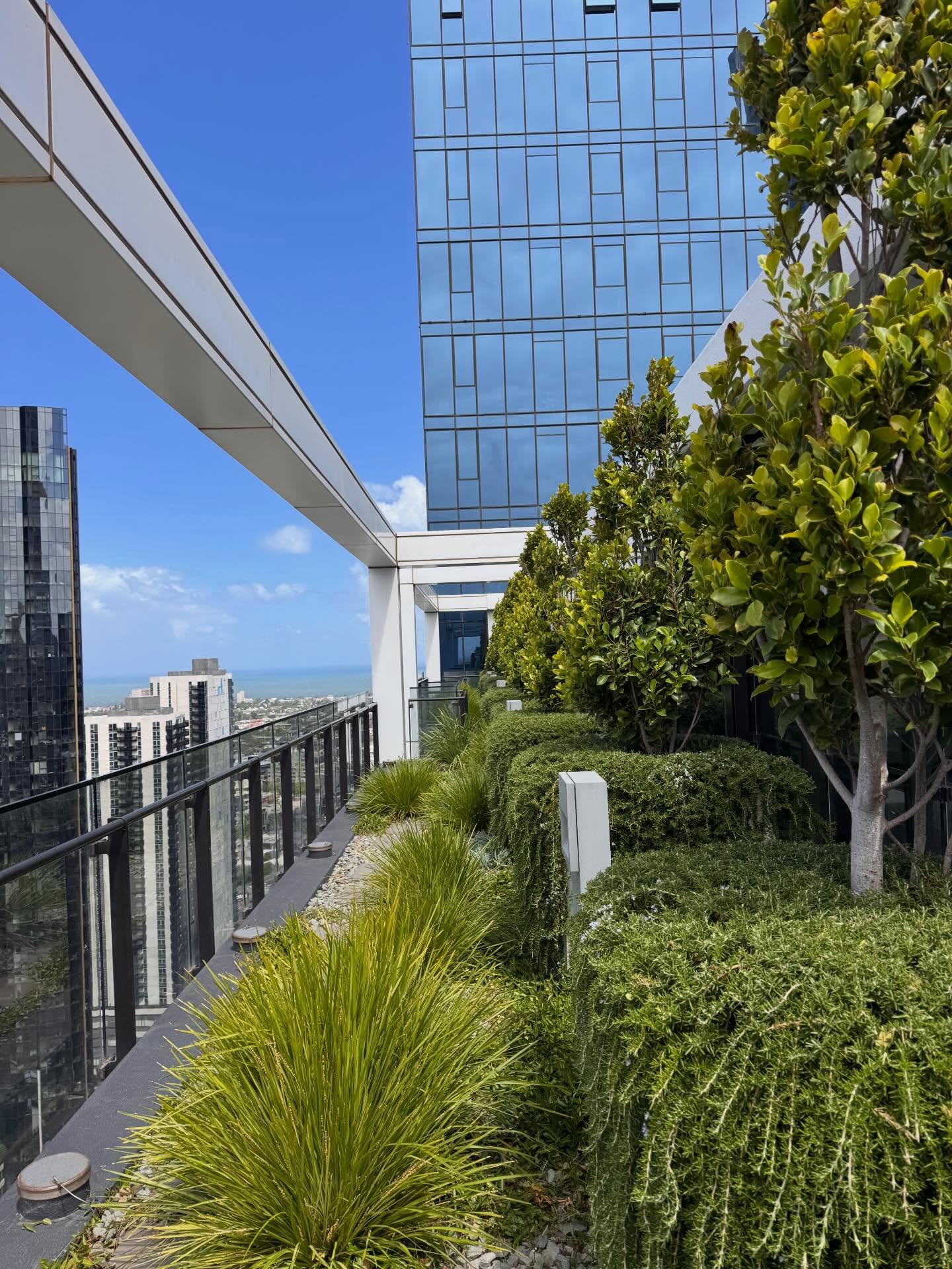 What a difference 12 months can make. We've been working hard to restore this rooftop garden. Take a look at our progress so far. More to come.
#rooftopgarden #gardenmaintenance #southbank #ficushillii #rosmarinus