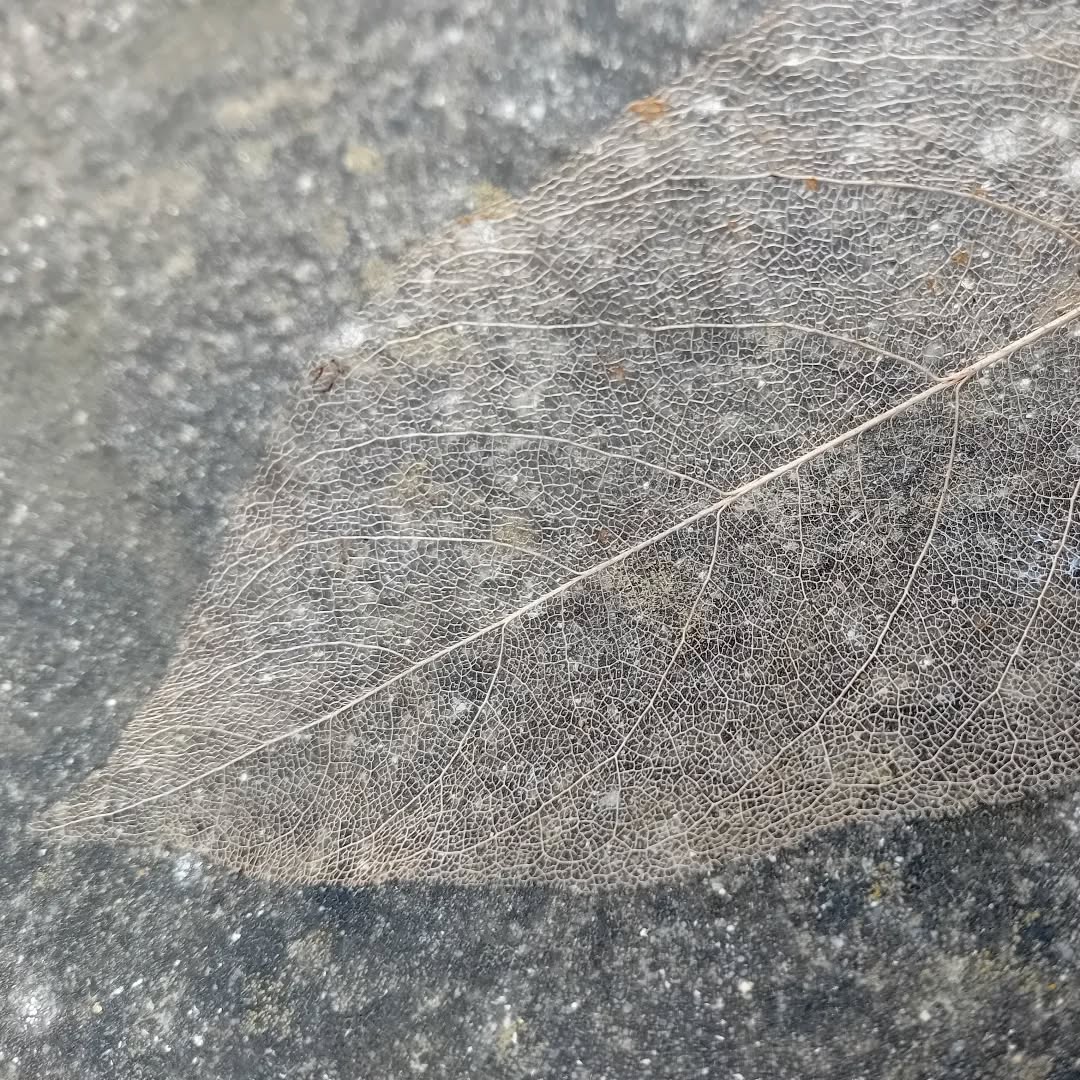 Leaf skeleton on stone