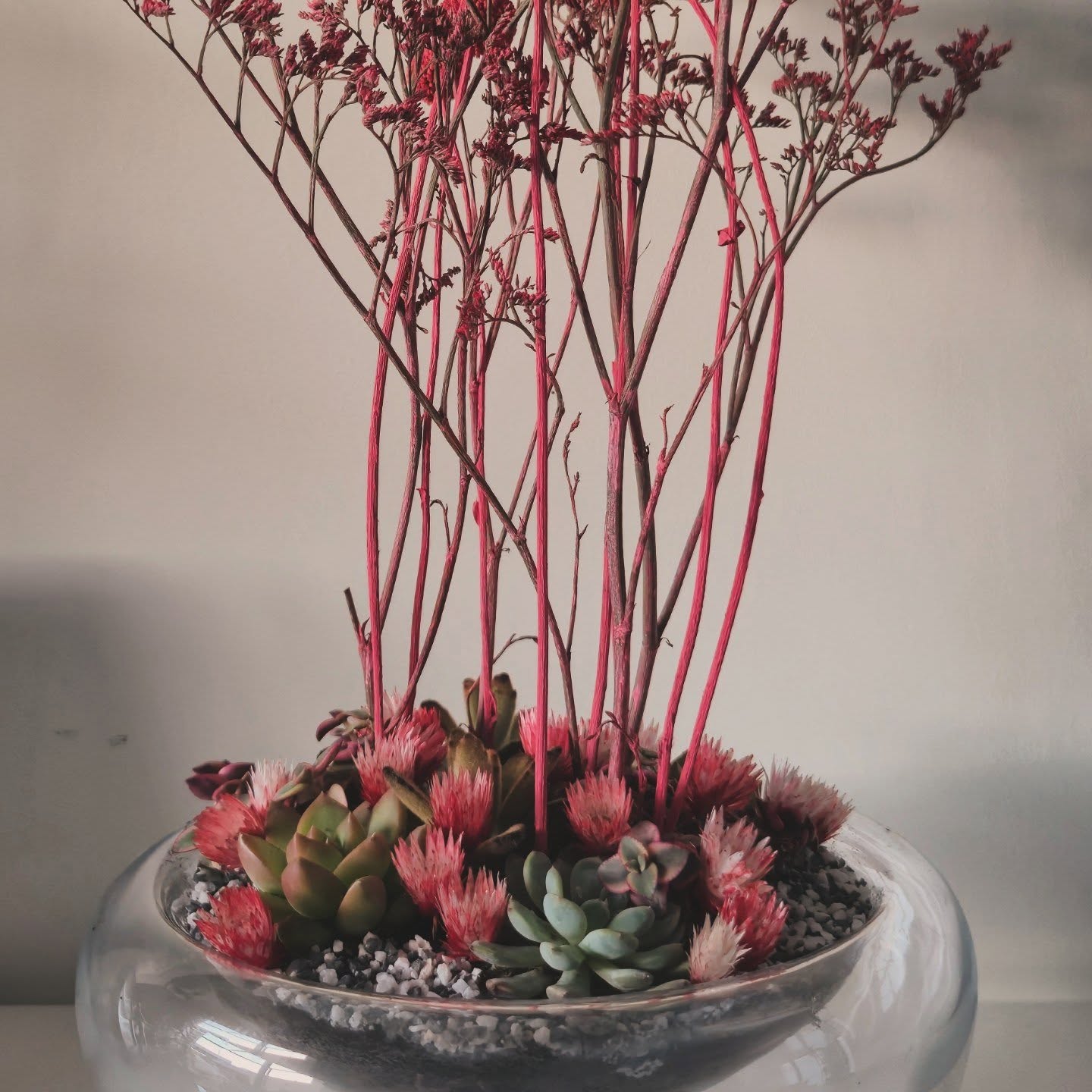 In deze glazen kom groeit een klein universum.
Zachte vetplantjes, stevig en onverstoorbaar,
dragen de stilte van de aarde in zich.
Tussen hen rijzen ranke takken omhoog,
als gedachten die durven dromen.
Het rood gloeit als een hartslag.
Warm. Levend. Vol passie.
Een tedere herinnering dat zelfs in rust
kracht schuilt.
Transparant glas omarmt het geheel,
laat het licht spelen,
laat schaduwen dansen op de muur.
Dit is geen decoratie.
Dit is een verhaal.
Over veerkracht.
Over groei.
Over schoonheid die ontstaat