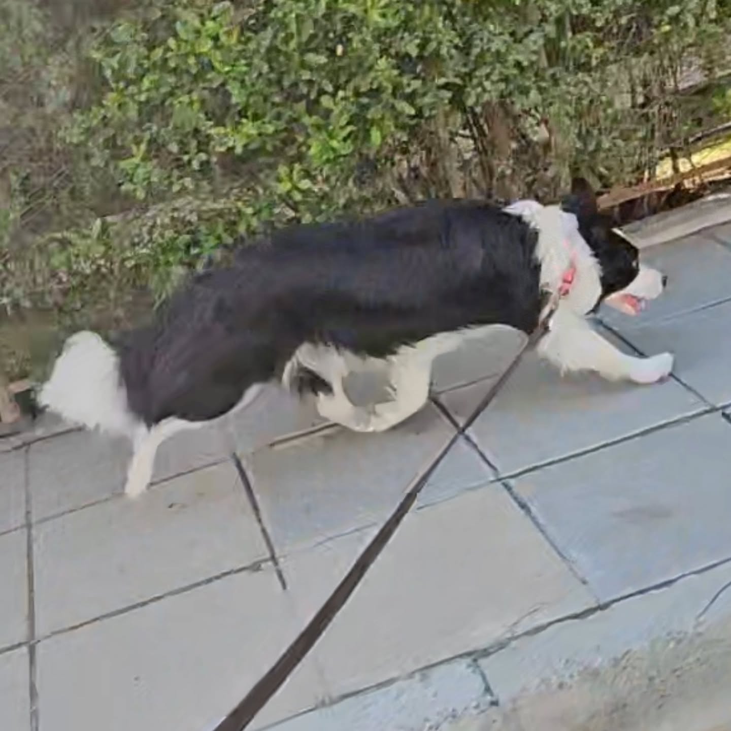 Sega ✨️
Unleashed Borders Abracadabra
(Diamond Dice Legemond x Kynagon Alexander the Great)
#bordercollie #movement #cyprus
Powered by @eukanuba_dogfood @fokiapetcy 🎀