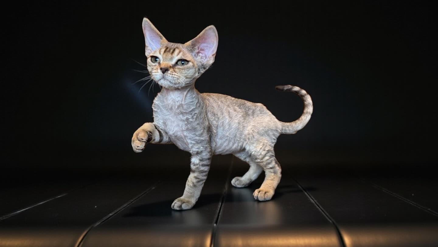 Monaco, the tiny prince in his own right. The truest of social butterflies. But butterfly’s should probably fear him if the dragonfly toy he caught is any hint. ;) #devonrex #devonrexkitten #devonsofinstagram #kıttensofinstagram