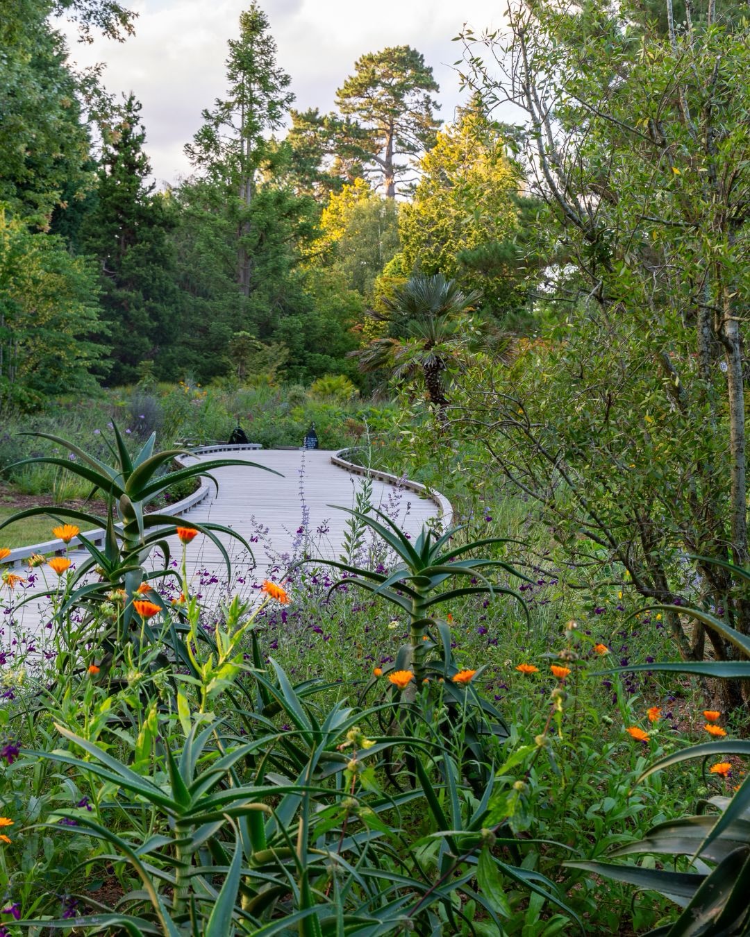 We’re super excited to announce that we’ve been shortlisted for this years Pineapple Awards with our National Trust project Garden For The Future at Sheffield Park & Garden in the Climate Resilience category!
We will be presenting to the judges later this month and winners will be announced in April.
Massive thanks to everyone involved in this project, it’s been a huge team effort!
⸻
ABOUT: Joe Perkins Design is a multi-award-winning landscape design consultancy, creating innovative outdoor spaces that celebrate the environment, wildlife, and biodiversity. Working across the UK and internationally, we partner with clients who share our passion for sustainable and visionary design. Discover more about our work at: www.joeperkinsdesign.com