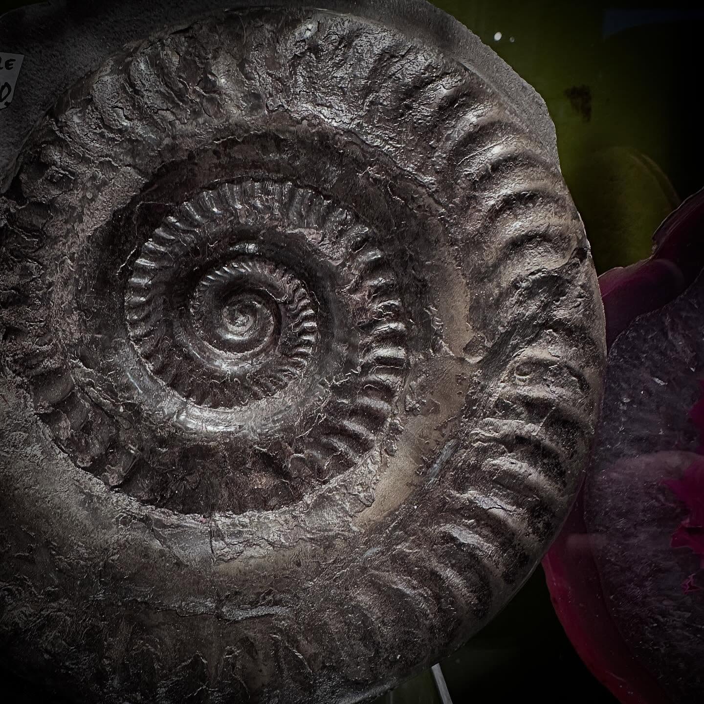 Fossil & Crystal Update