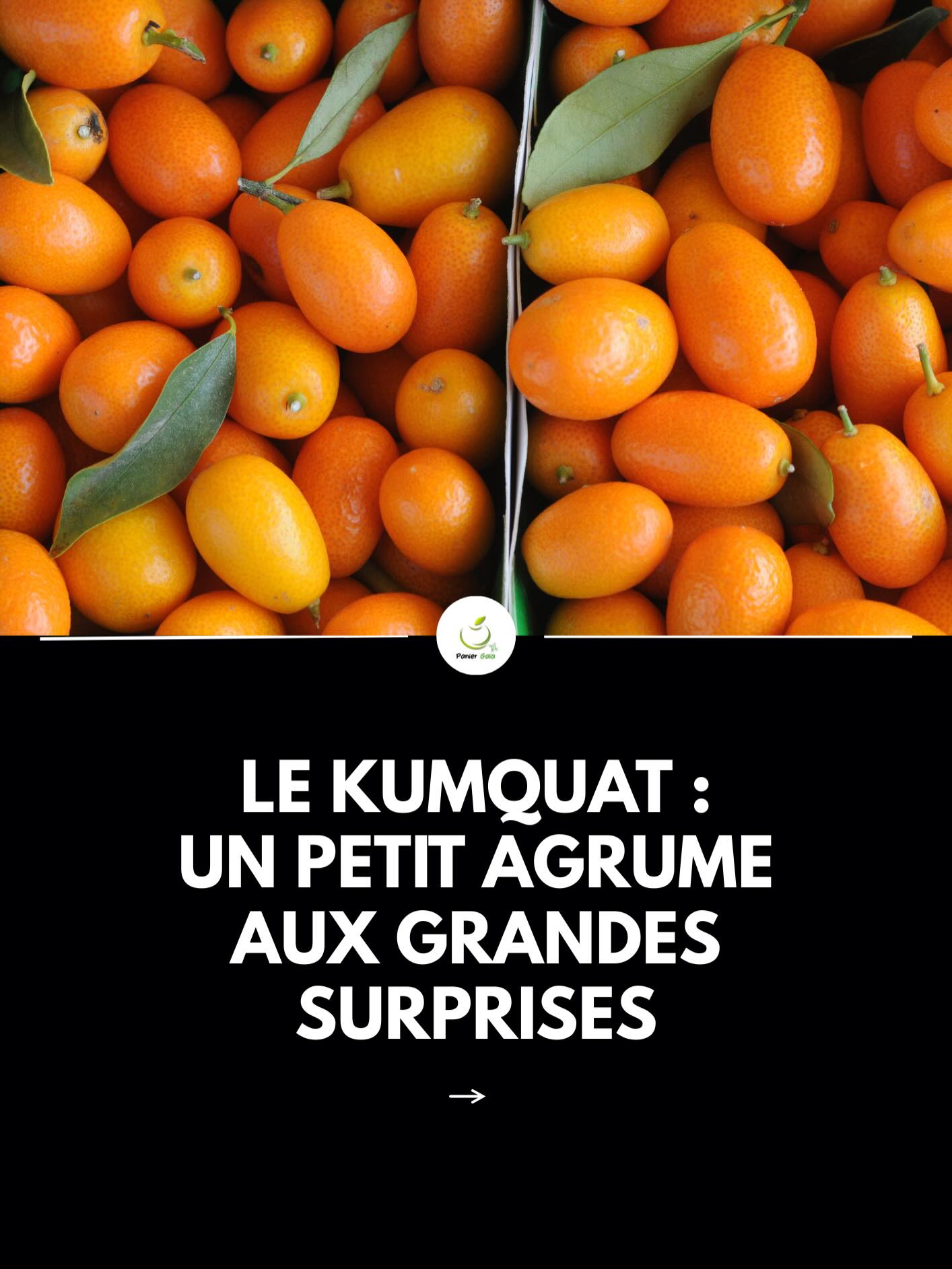 Petit agrume plein de caractère, le kumquat se consomme entier, avec la peau.
Sa peau douce et sucrée contraste avec une chair acidulée et juteuse, pour un bel équilibre.
À déguster cru, en salade, en dessert ou confit, il permet de varier des agrumes classiques. #kumquat #decouverte