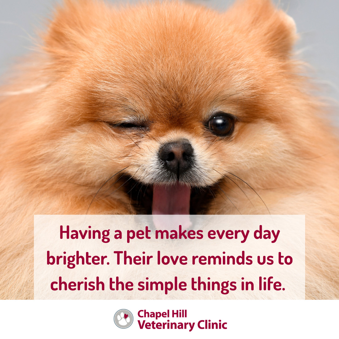 โจ๐พFrom the morning greetings to the evening cuddles, our pets are the ultimate masters of living in the moment.