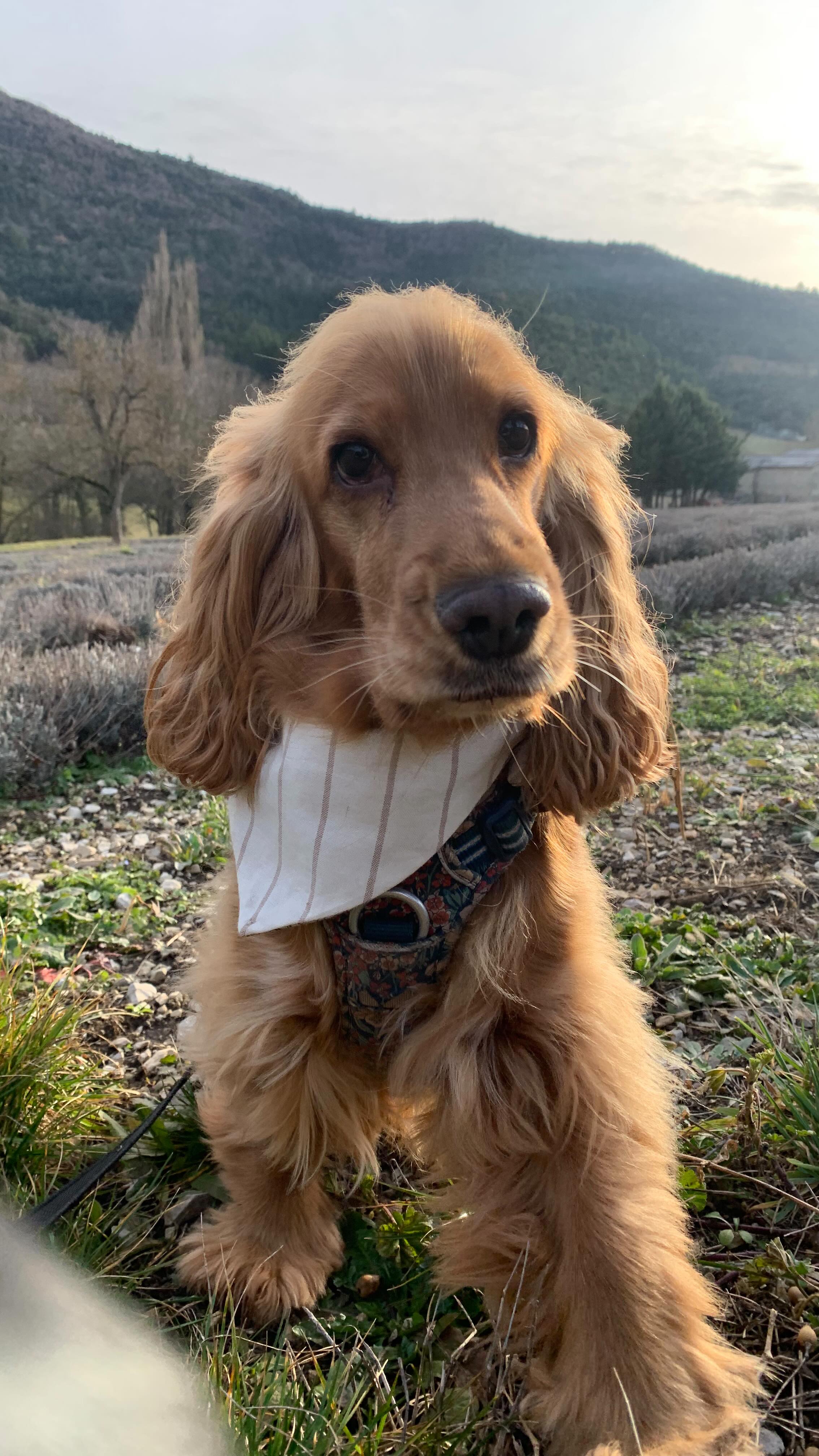 Des friandises Delamour, 2 stratégies : le fayotage 🫣ou l’insolence 🤪
Dans tous les cas on ne résiste pas !
Et toi ton chien c’est un Fayot ou un insolent ? 🫠
#dogapart #friandisespourchiens #accessoireschien #doglifestyle #friandisesnaturelles