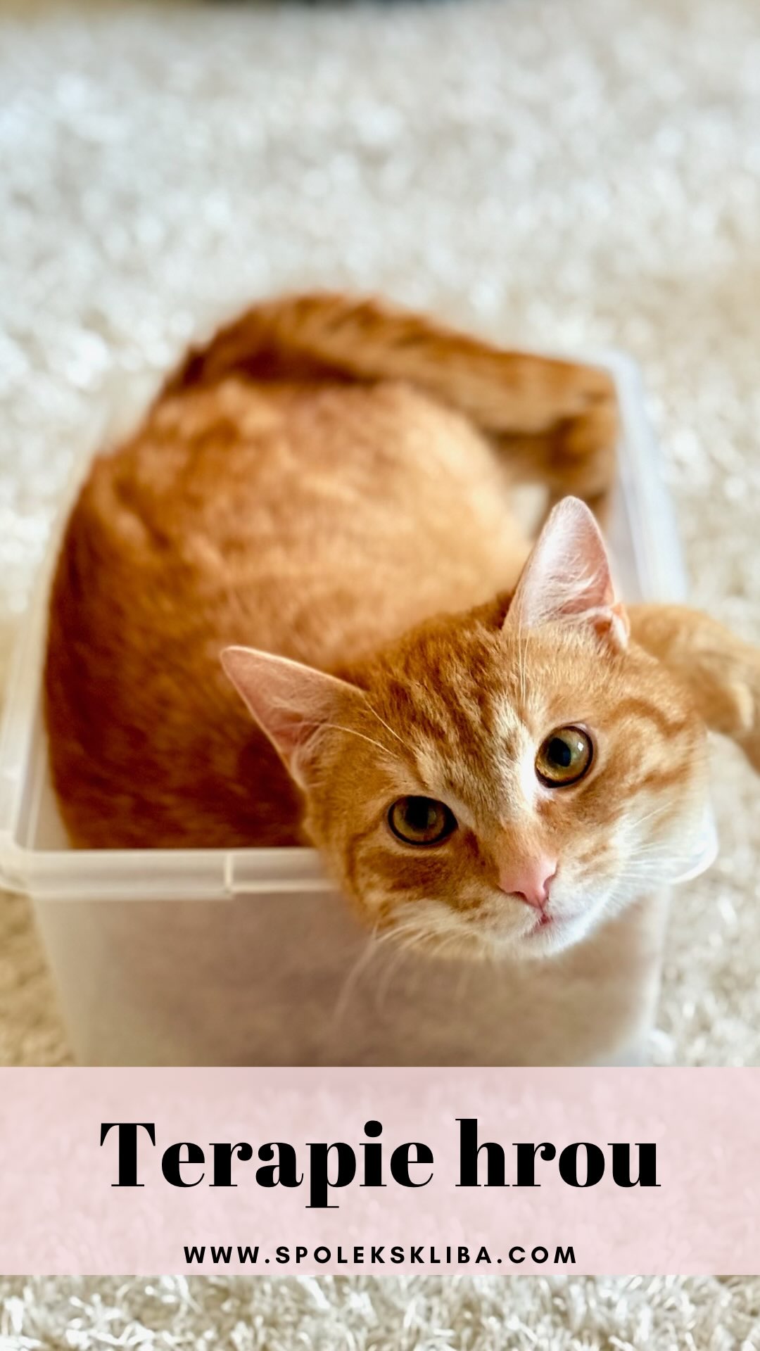 Dneska vás vezmu přímo do centra dění našeho hravého odpoledne! 🎬
Taky máte pocit, že v lednu se má jen spát pod dekou? Naši chlupáči si to rozhodně nemyslí. Jakmile se vytáhnou mávátka, myšky a interaktivní hračky, promění se Šklíba v jednu velkou hernu. 🎡🐈
Ve videu můžete vidět všechno – od soustředěného lovu přes akrobatické kousky až po ty naše malé plašánky, kteří při hře úplně zapomínají na stud a prostě si užívají moment. ❤️ Hra je pro ně ta nejlepší terapie – buduje sebevědomí, zahání nudu a pomáhá jim připravit se na život v novém domově. ✨
Děkujeme všem, kteří nám posíláte hračky a vybavení, díky kterým můžeme tuhle kočičí radost dopřát každému z našich svěřenců. Bez vás by to byla jen nuda v kleci, ale s vámi je to jízda! 🚀😻
Který z našich lovců vás ve videu zaujal nejvíc? Dejte nám vědět do komentářů a nezapomeňte na LIKE, pokud vám tohle blbnutí zlepšilo den! 👇❤️
Terka ze Šklíby ✨