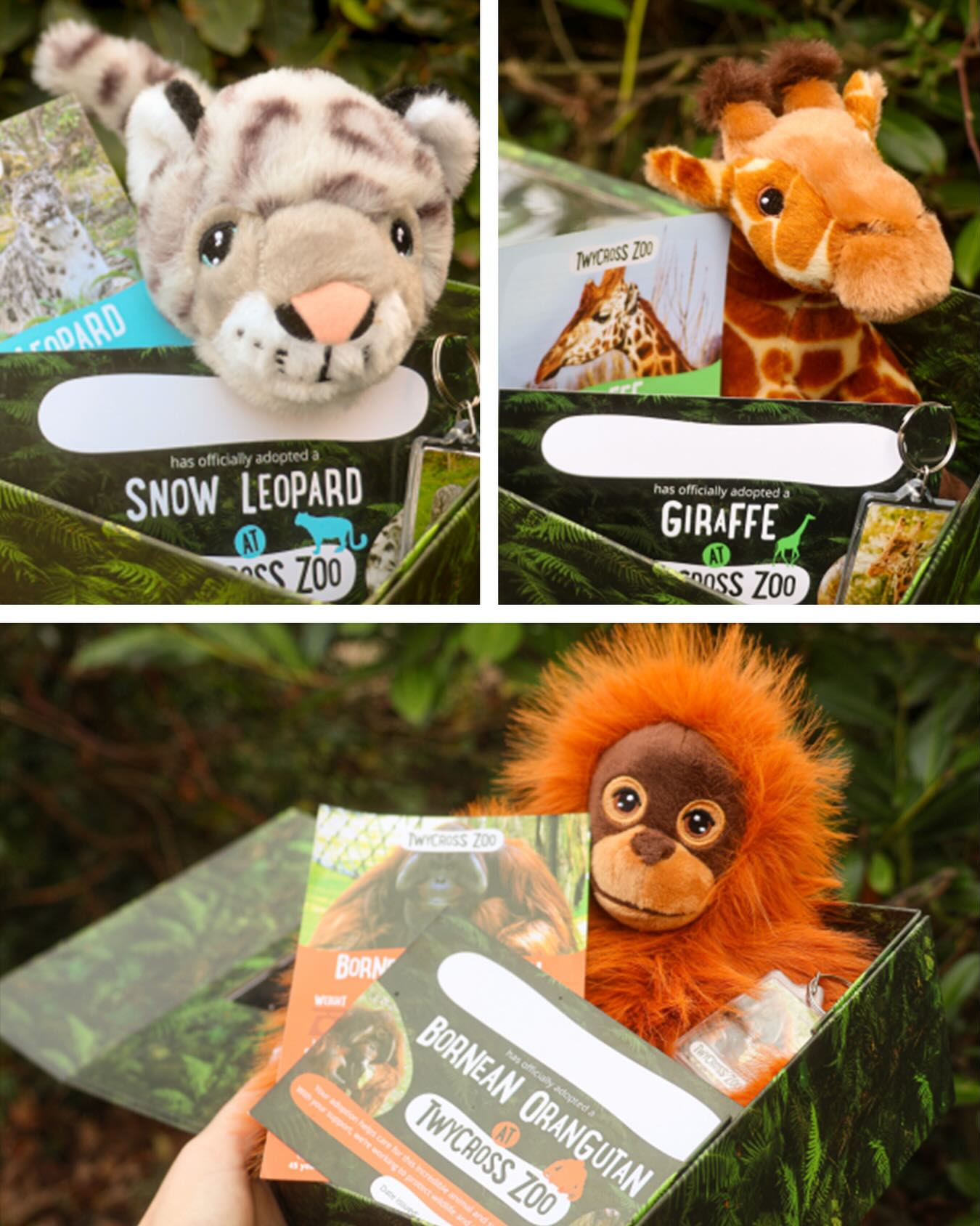 🐾 Perfect for animal lovers of all ages 🐾
We partnered with @twycrosszoo to create these animal adoption gift packs - complete with certificates, fact sheets, keyrings and premium gift boxes. Every adoption supports vital conservation work at Twycross Zoo.
📸 Twycross Zoo