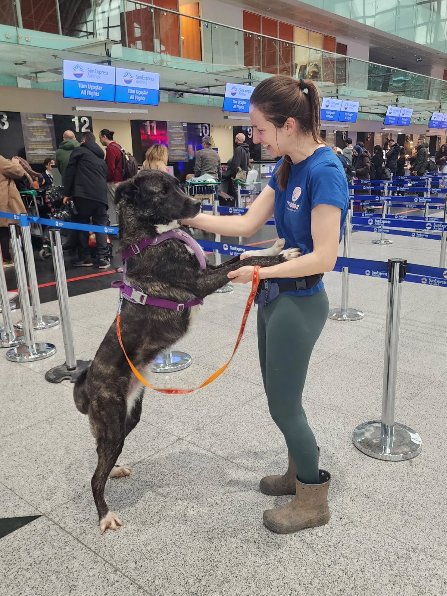 A new life for Rogue✨️
After waiting for almost 3 years, today Rogue finally got to leave the enclosure to fly to a better life in Germany!
Rogue was just a tiny baby when he arrived in the Melez enclosure in 2023. He had been found all alone on the streets, with no-one to take care of him or protect him. He was absolutely terrified... Luckily, he was found by an animal lover, who brought him to us.
Rogue grew up in the Melez enclosure, and although he grew into a big dog, he always remained a puppy at heart. He was a great big brother to all the smaller dogs in the puppy pad, who all adored him. This sweet, cuddly boy charmed everyone who visited the puppy pad, but he never received any adoption applications...
Now he finally gets to see just how good life can be! Life in the puppy pad is all he has ever known, but now he gets to experience life in a comfortable, loving home, getting lots of cuddles all day long!
All the best sweet Rogue, be happy!