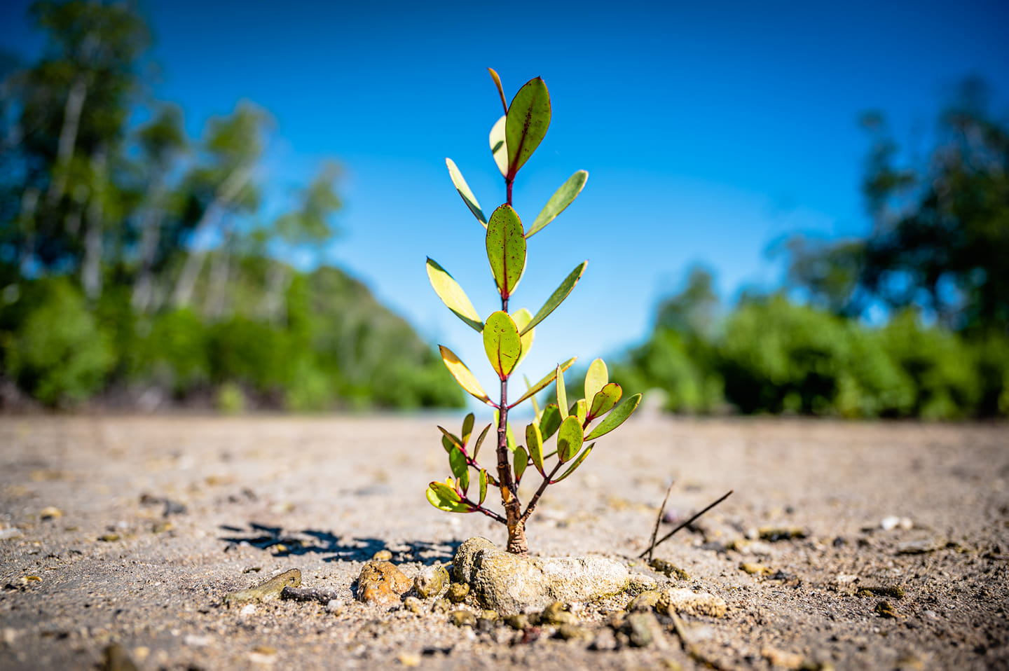 Madagascar saison requin baleine!
Voyage d'exception de 10 jours dans centre privatisé sur l'île de Sakatia . Max .18 personnes
Au menu plongées sur des sites que nous connaissons depuis plus de 30 ans tout cela dans uncadre idyllique à côté d'une fôret primaire.
Plongées fluo exceptionnelles!
Observez les tortues marines en PMT à 300m de votre bungalow!
à partir de CHF 1200.-/1580*
10 jours, DP, 10 plongées.
Grand choix d'excursions terrestres. Non plongeurs bienvenus.
Possibilité de faire les spécialités de biologie marine sur les requins, mantas, tortues et coraux avec un biologiste.
Peut être cumulé avec une croisière sur les iles Radames du 26 novembre au 3 décembre
CHF 1850.-/2350-*
* single
Pour plus d'informations : travel@moramora.ch
http://ow.ly/ocS750MR13p