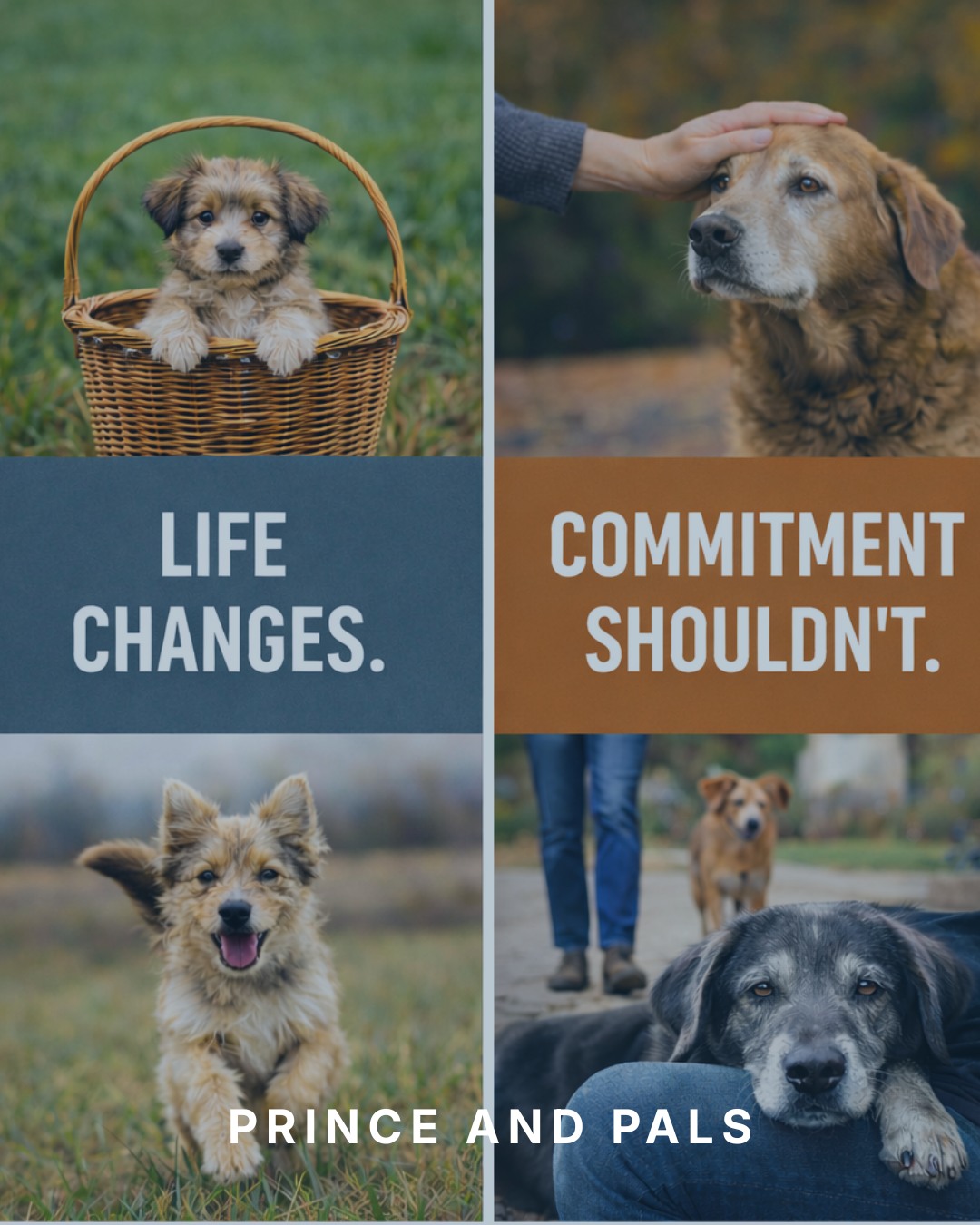 Loving a pet doesn’t end when life changes. Babies, careers, moves, and stress don’t cancel the commitment you made to an animal who trusts you completely.
#princeandpals #dontabandon #dogs #dogrescues #dogrescue #rescue #adopt