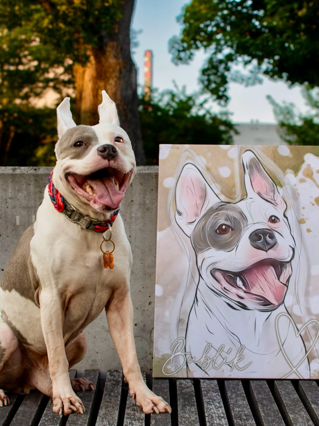 Bubla, pan Bublík. Kříženec, kterého si Terka vzala z útulku někdy před 3,5 lety a který měl do té doby dost nejistou minulost a nestabilní přítomnost. Ale to se změnilo v roce 2022.
Já na Bublu narazila před rokem a vlastně mě hned uhranul ten jeho pohled. Úsměv od ucha k uchu, teda vlastně ně, protože uši má “vysoko jako sluníčko”, jak by řekla moje malá 😂❤️
A tak jsme se s Terezkou domluvili na obraze. A co si budeme, zachytit Bublovu osobnost tentokrát nebylo nic složitého, no řeknete samy. U některých chlupáčů se chytám každého detailu, každého znaku.. ale tady to bylo prostě jasný 😂 hlavě veselý výraz, jiskru do očí, lásku do srdíčka a je to 🖤
Děkuju za krásný feedback 🐾
#dogart #dogportrait #pejseknaplatne #amstaf #staford