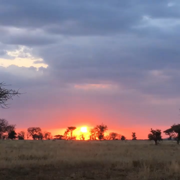 Watching the sun set over the Serengeti with Planet Earth Expedition, I’m reminded just how fast the Earth spins — yet in this moment, time feels beautifully still.
#planetearthexpedition #serengetisunset #eastafricaadventures #safarilife #ɴᴀᴛᴜʀᴇʟᴏᴠᴇʀs #travelafrica #wildernessvibes #adventureawaits #exploremoreً #travelwithpurpose #wildlifewonder #bucketlisttravel