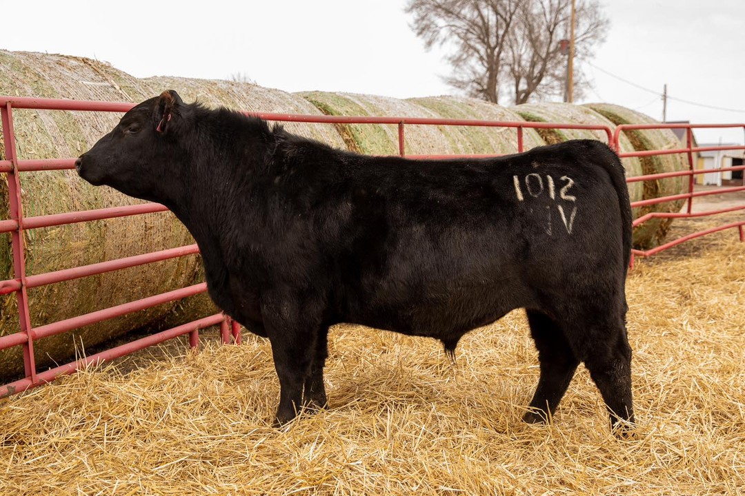 Nemaha Home Town 1012
Reg # 20011966
High growth Home Town son with outstanding carcass traits. He is in the top 4% of the Angus breed for weaning weight and yearling weight. His docile offspring will bring back big premiums on the rail.
Check out our offering at www.nemahavalleycattle.com
#angusbulls #angus #anguscattle #ranchlife
