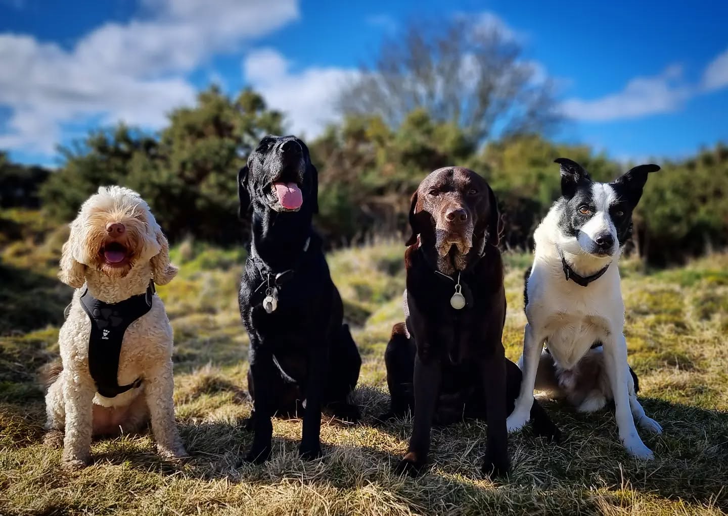 Millie, Laggan, Angus & Ben
#labradoodle #cockerspaniel #labrador #labradorable #labradorretriever #lab #bordercollie #collie #colliesofinstagram #dogsofinstagram #dogsofinsta #instadogs #dogphotography #scotland #friends #dogsandpals #dogstagram #dogsofinstaworld #dogs_of_instagram #dogsofig #instagramdogs #happy #pals #dogslife #lovedogs #dogslover #dogs #dogwalking #adventurewithdogs #dogoftheday