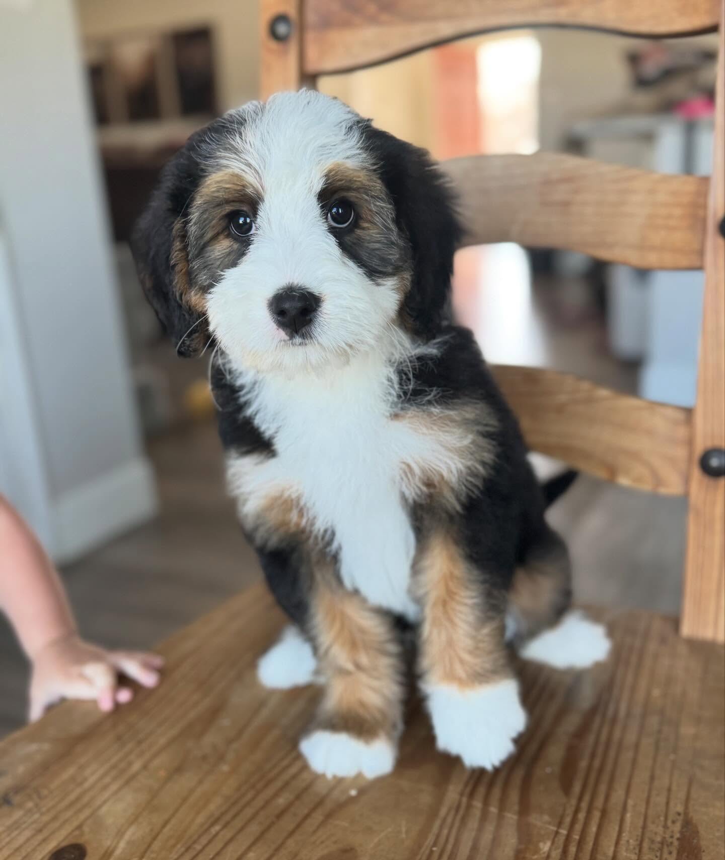 Big day—Ginger is off to her new home in Arkansas!