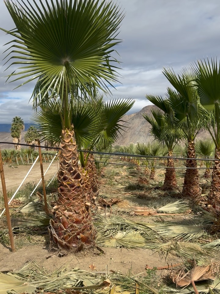 So Fresh. So Clean. (Clean).
Washingtonia robusta — Mexican Fan Palm
“Ain’t nobody dope as me, I’m just so fresh, so clean…”
Freshly skirted.
Boots brushed.
Fibrous layers lifted.
These Robustas just stepped out of their grooming era —
trunks tall, tensile, unapologetically vertical.
“So fresh and so clean, clean…”
Fan blades flare like applause overhead —
pleated, palmate, poised.
You can tell by the way they lean —
sun-seeking, skyline-stretching —
that they know they’re headliners.
Edited. Elevated. Exfoliated.
Row after row,
clean trunks aligned like a well-produced track.
If your landscape needs lift —
driveway drama, entry emphasis, skyline punctuation —
we’ve got it.
Browse what we’ve got growin’ on.
Rooted in rhythm.
Grown for height.
Supplied so fresh, so clean.
#WashingtoniaRobusta #MexicanFanPalm #RoadrunnerTreeFarm #CasaDelZorroNursery #SoFreshSoClean
