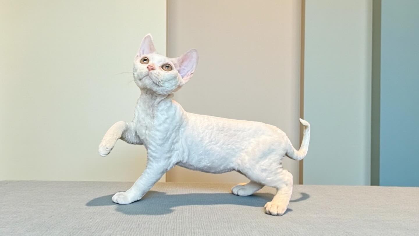 Last but not least, Trek. Trekkie monster! This boy has grown like a weed since day one. He is a wonderful playful and rambunctious personality and I’m so happy that he and Monaco get to be best friends forever in their new home. #devonrex #devonsofinstagram #kıttensofinstagram #devonrexcanada