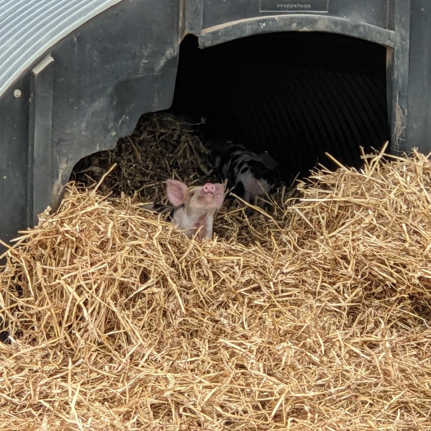 Everybody loves clean sheets! The weather has been horrible, so we have put some fresh straw out for the pigs.