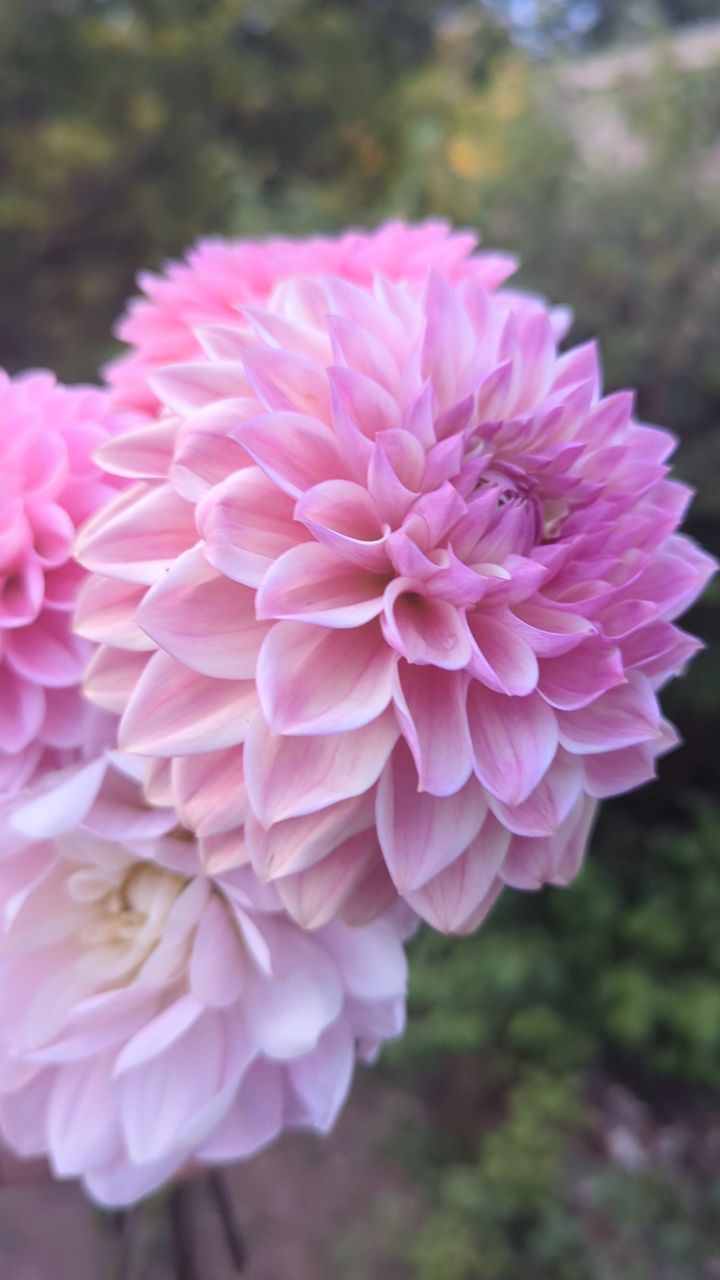 We love dreaming up bouquets and flower combinations, but sometimes you just can’t beat a handful of dahlias straight from the garden. 🌸
Anyone else love the odd filler-free dahlia posy?
#dahlias #flowerposy #cutflowergarden #growyourownflowers