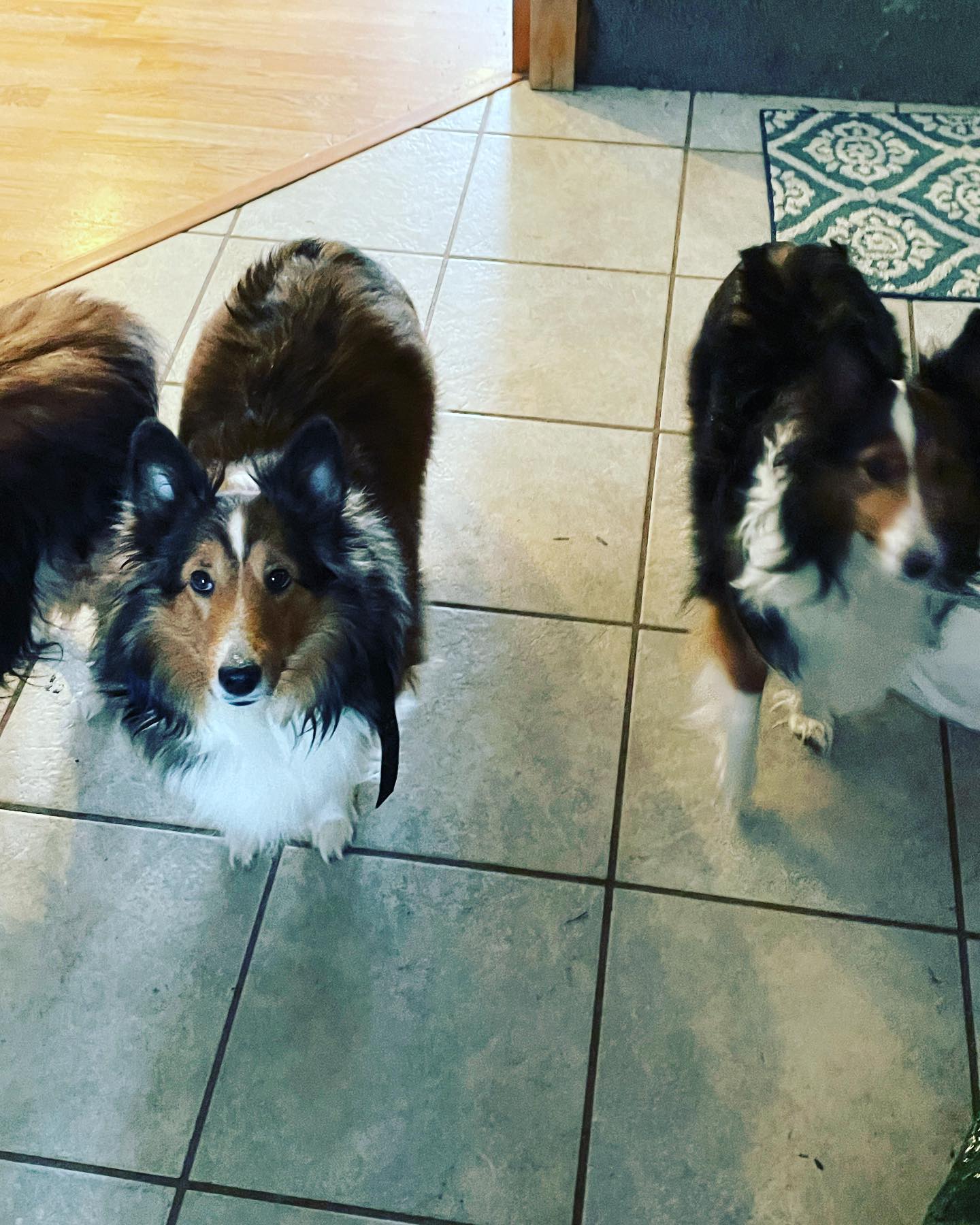 The Shelties are a bit confused by a slower moving me! Back surgery went well, now just following a LOT of rules of ‘don’t’!!