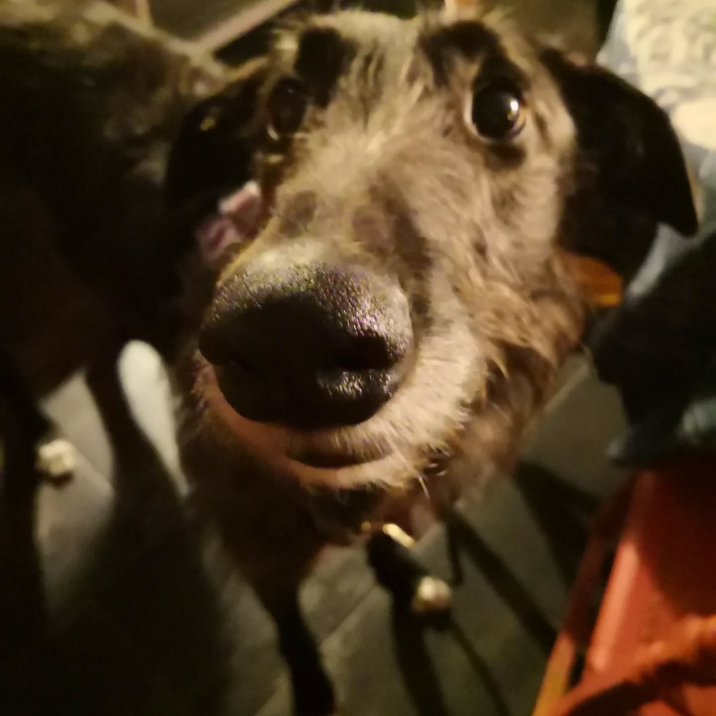 Atreyu, croisé Lévrier Irlandais de 2 ans rentre en formation de chien d'assistance.