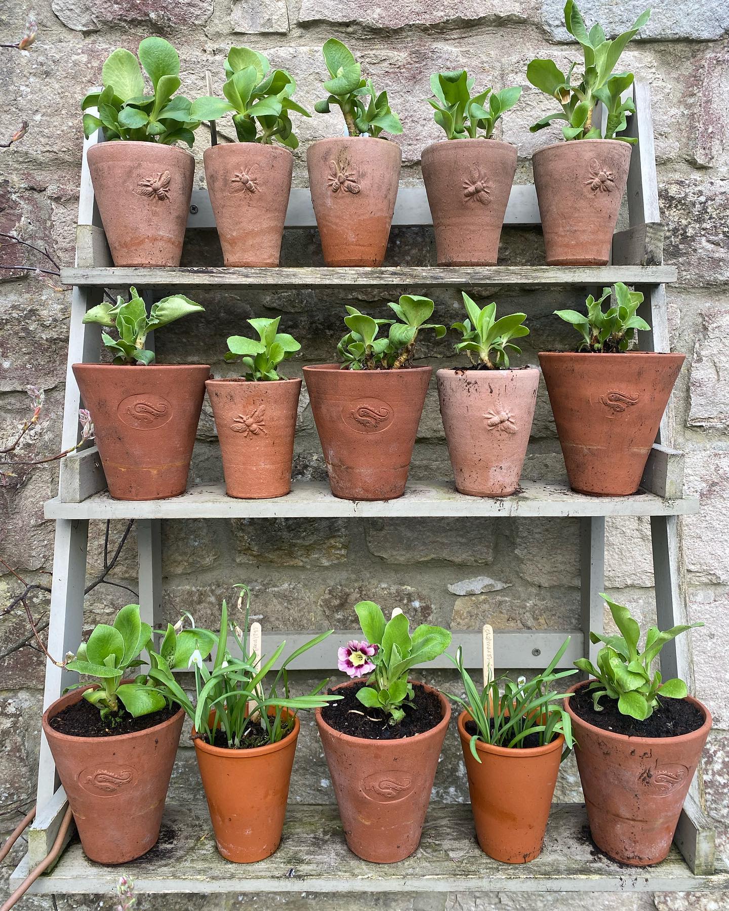Auricular shelf ready to do it’s thing. Though weirdly I still have two little snowdrops flowering along with my first Auricular of the year. #auriculares #displayshelf #latesnowdrops #earlyauriculars #planttheatre #fiboylegardendesign