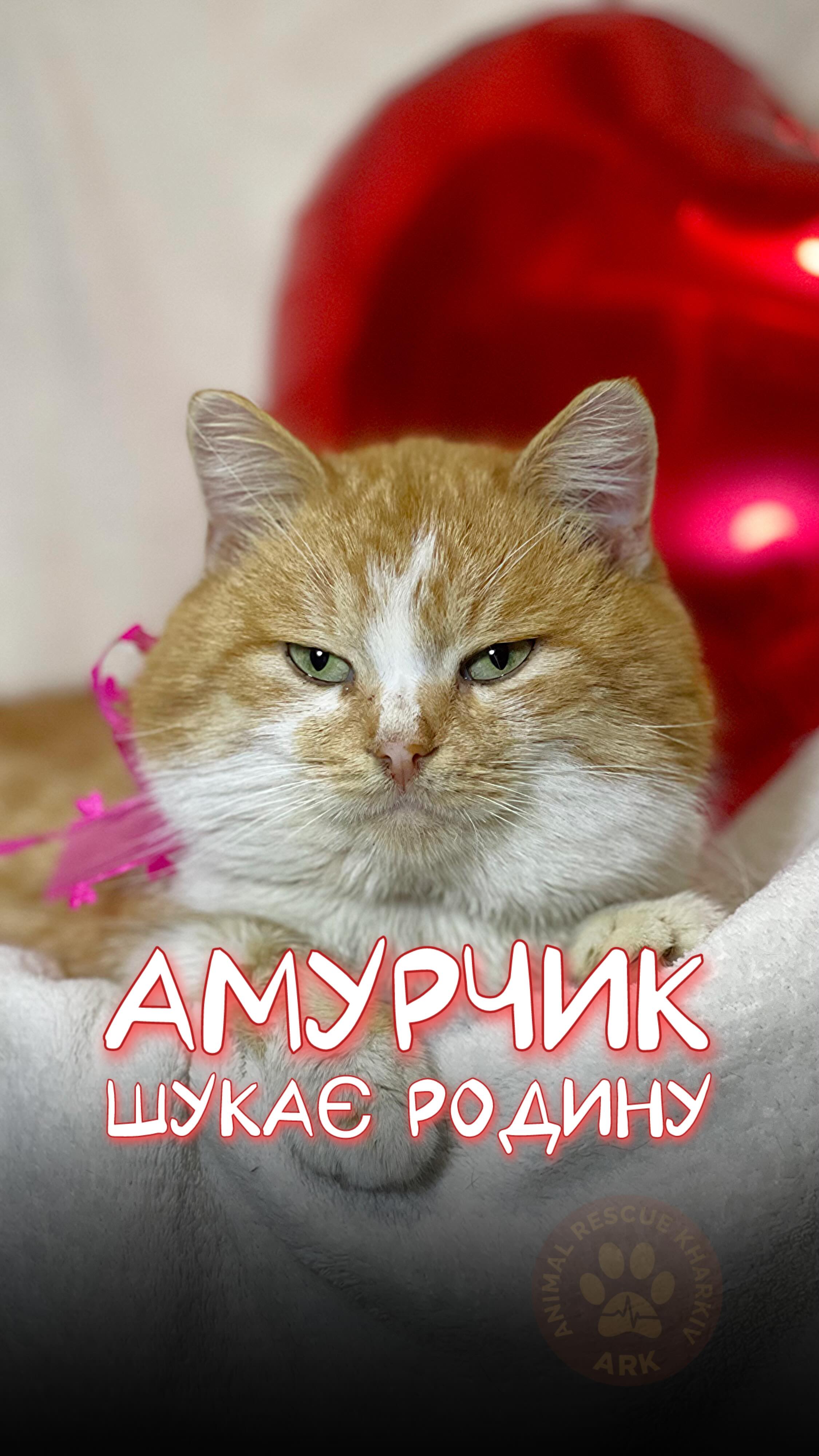 ❤️ Це наш символ сьогоднішнього Дня Святого Валентина - кіт Амурчик із Харківщини. І він шукає родину! (⬇️ENG)
Амурчика знайшли військові
у покинутому будинку на позиціях і звернулися до нас
за допомогою в його порятунку.
Це неймовірно ніжний котик, який закохує в себе всіх із першого погляду.
А може стати вашим назавжди та дарувати вам свою любов щодня.
Контактний номер для всиновлення:
+380999349596 (WhatsApp / Viber / Telegram)
Зробити донат можна за посиланням у біо 👆
❤️ This is our symbol of today’s Valentine’s Day — Amurchyk the cat from the Kharkiv region.
And he is looking for a family!
Amurchyk was found by soldiers in an abandoned house at their positions, and they reached out to us for help with his rescue.
He is an incredibly gentle cat who makes everyone fall in love with him at first sight.
He could become yours forever and give you his love every single day.
Contact number for adoption:
+380999349596 (WhatsApp / Viber / Telegram)
You can make a donation via the link in our bio 👆