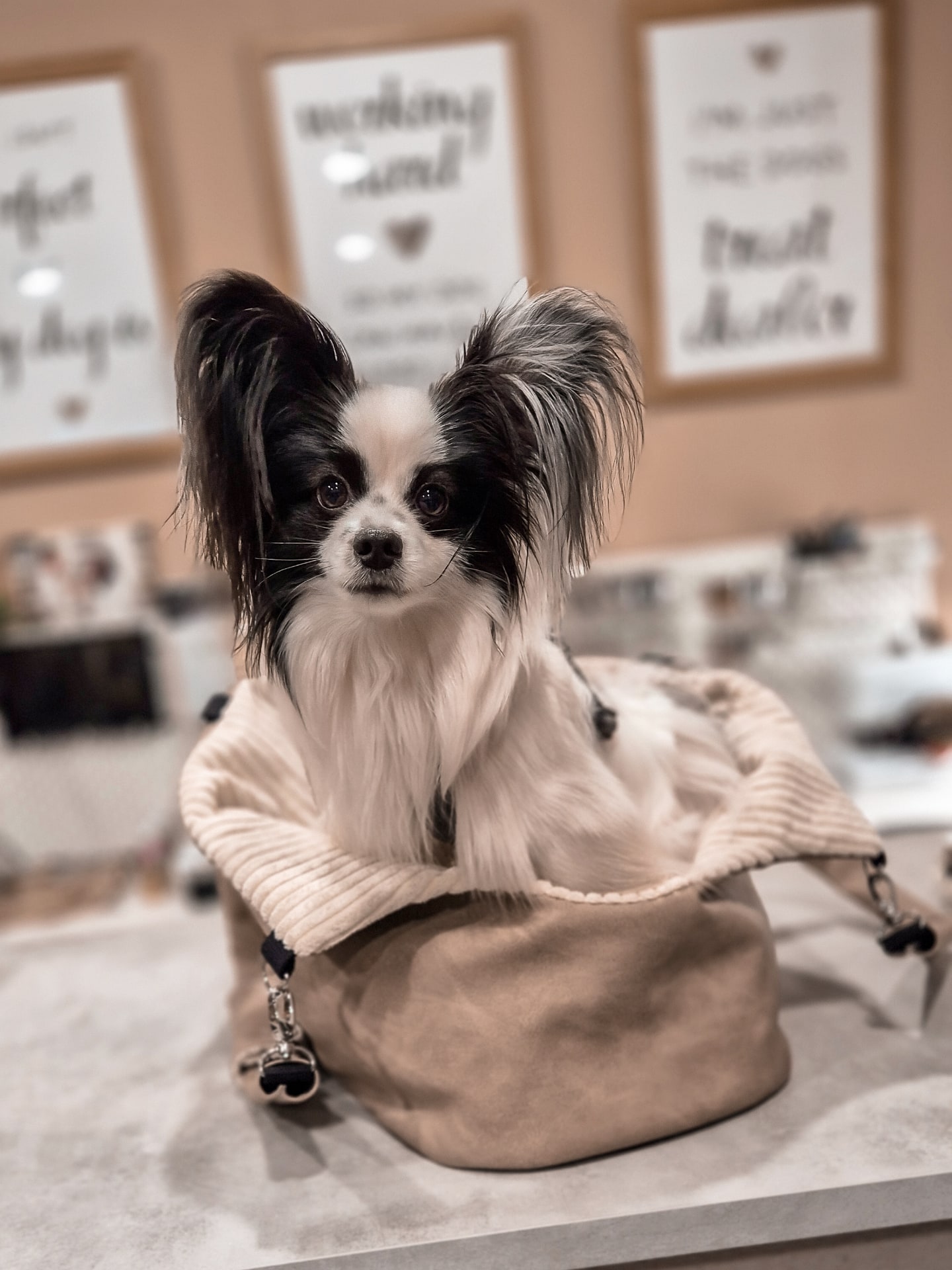 Nemo in seiner neuen Hundetasche ❤️😍🐶