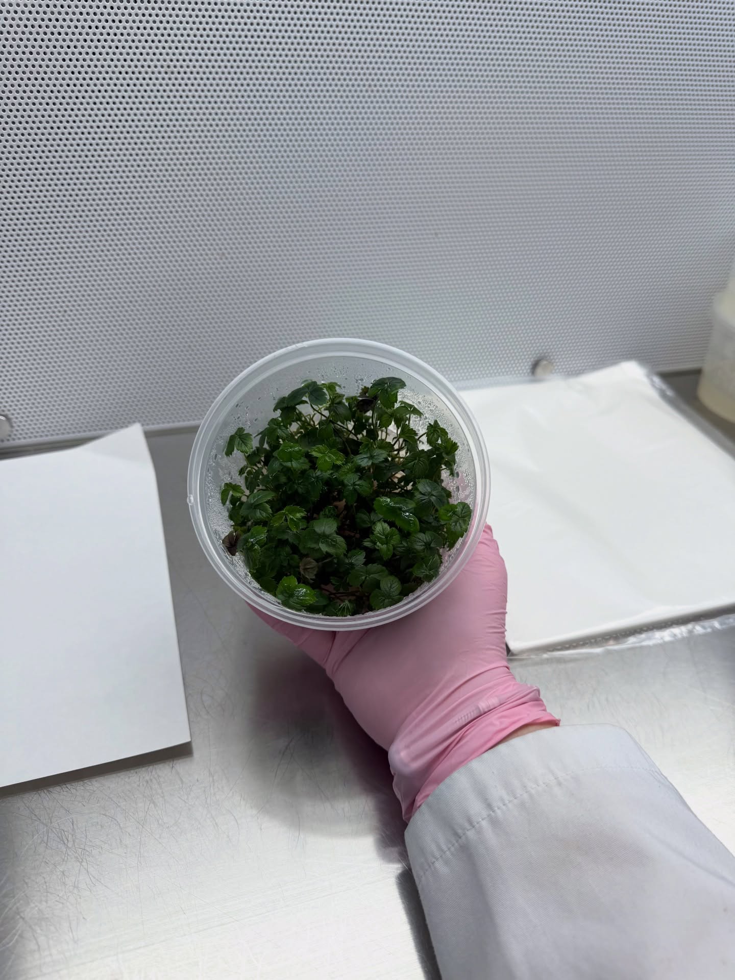 Micropropagarea căpșunului – de la un explant la plante uniforme
În laborator, fiecare plantă pornește dintr-un fragment mic de țesut vegetal, cultivat în condiții sterile, pe mediu nutritiv controlat.
Rezultatul:
✔️ plante uniforme
✔️ material liber de boli
✔️ multiplicare rapidă
Calitatea materialului săditor începe în laborator.
#micropropagare #capsun #planttissueculture #horticultura #invitro