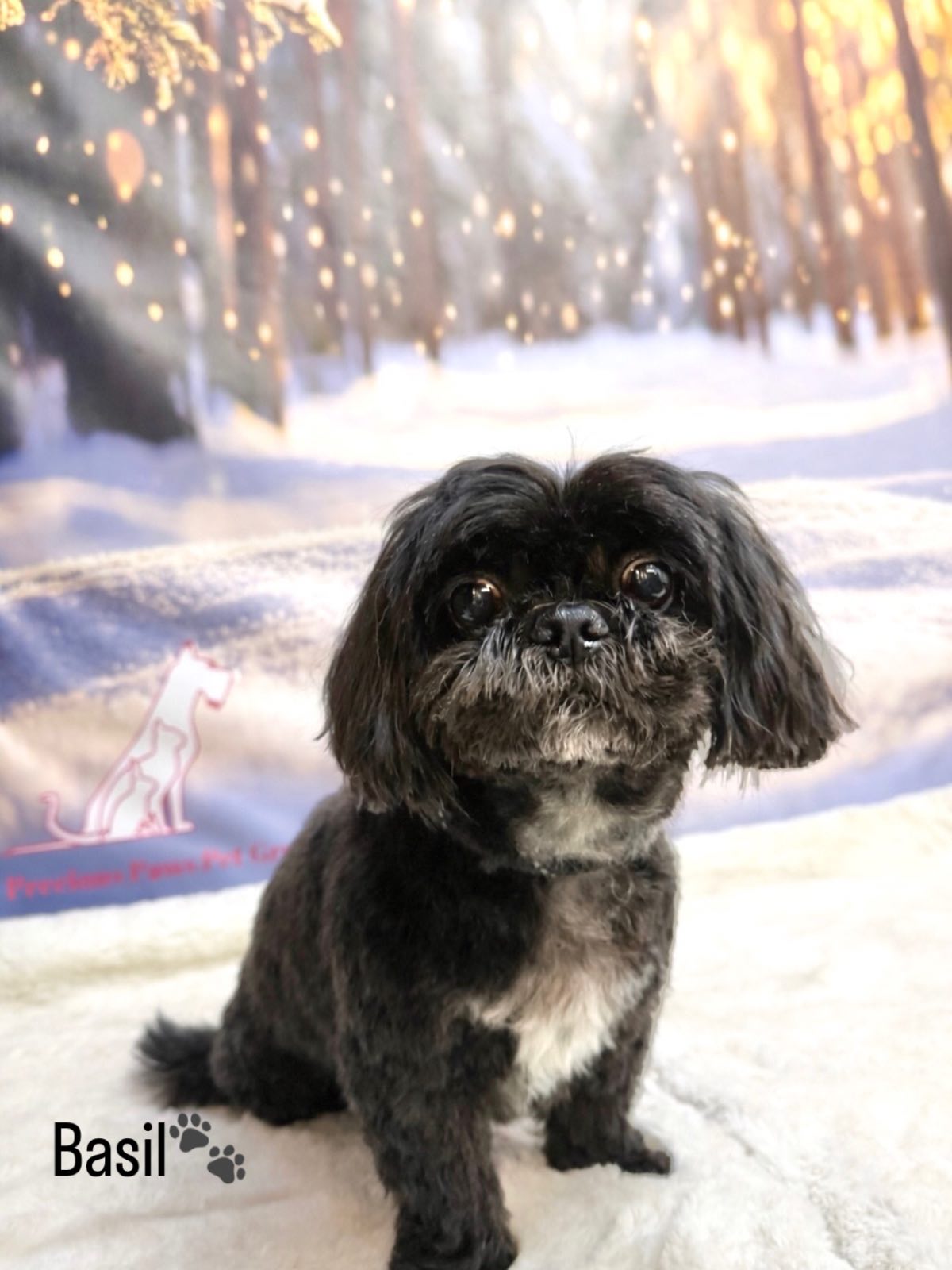 06/02/26 lovely basil is looking brand new after his spa day🐾🐶🥰
#cute #doggroominglife🐾✂️ #foryou