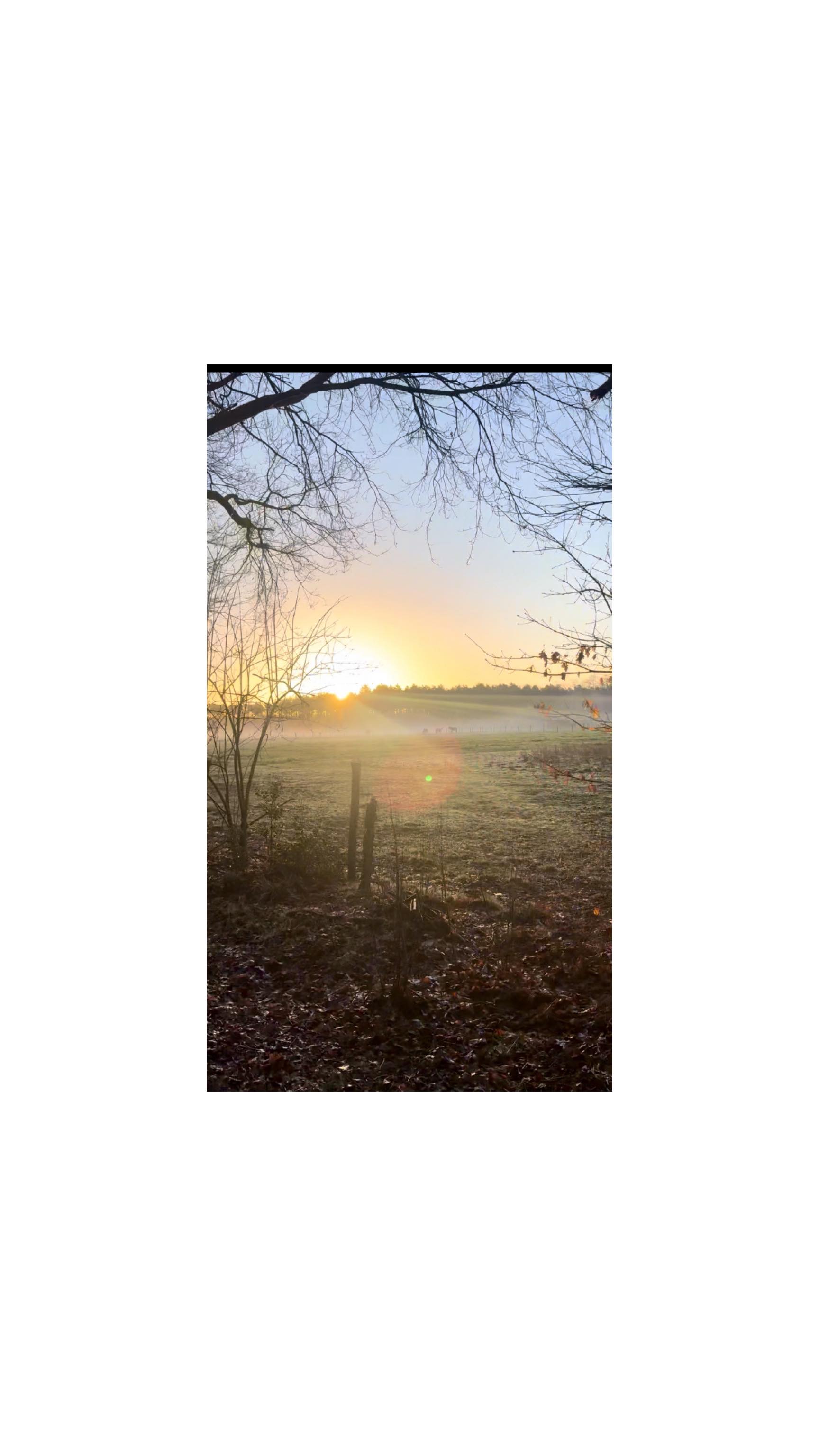 Morning sunlight is one of the most powerful, underestimated health tools we have — and it is completely free.
• It anchors your circadian rhythm by telling your brain “this is daytime”
• Triggers a healthy cortisol rise which means better energy, resilience & stress tolerance
• Improves insulin sensitivity & metabolic function
• Increases daytime alertness & night-time melatonin production
• Supports mood, focus & emotional regulation
• Signals the skin, gut, hormones & immune system to sync with the light–dark cycle
• Getting out in the sunshine with loved ones boosts oxytocin & connection
When you miss morning light, your body does not just feel tired, it becomes confused.
Sleep suffers.
Energy dips.
Hormones gr out of balance.
Cravings rise.
Stress feels heavier.
No biohack replaces this - 10–20 minutes outside every morning is one of the most potent habits you can create. Eyes open, no sunglasses & no phone.
Let me know how it makes you feel ☀️
.
.
.
.
.
#MorningRitual #SunRise #CircadianHealth