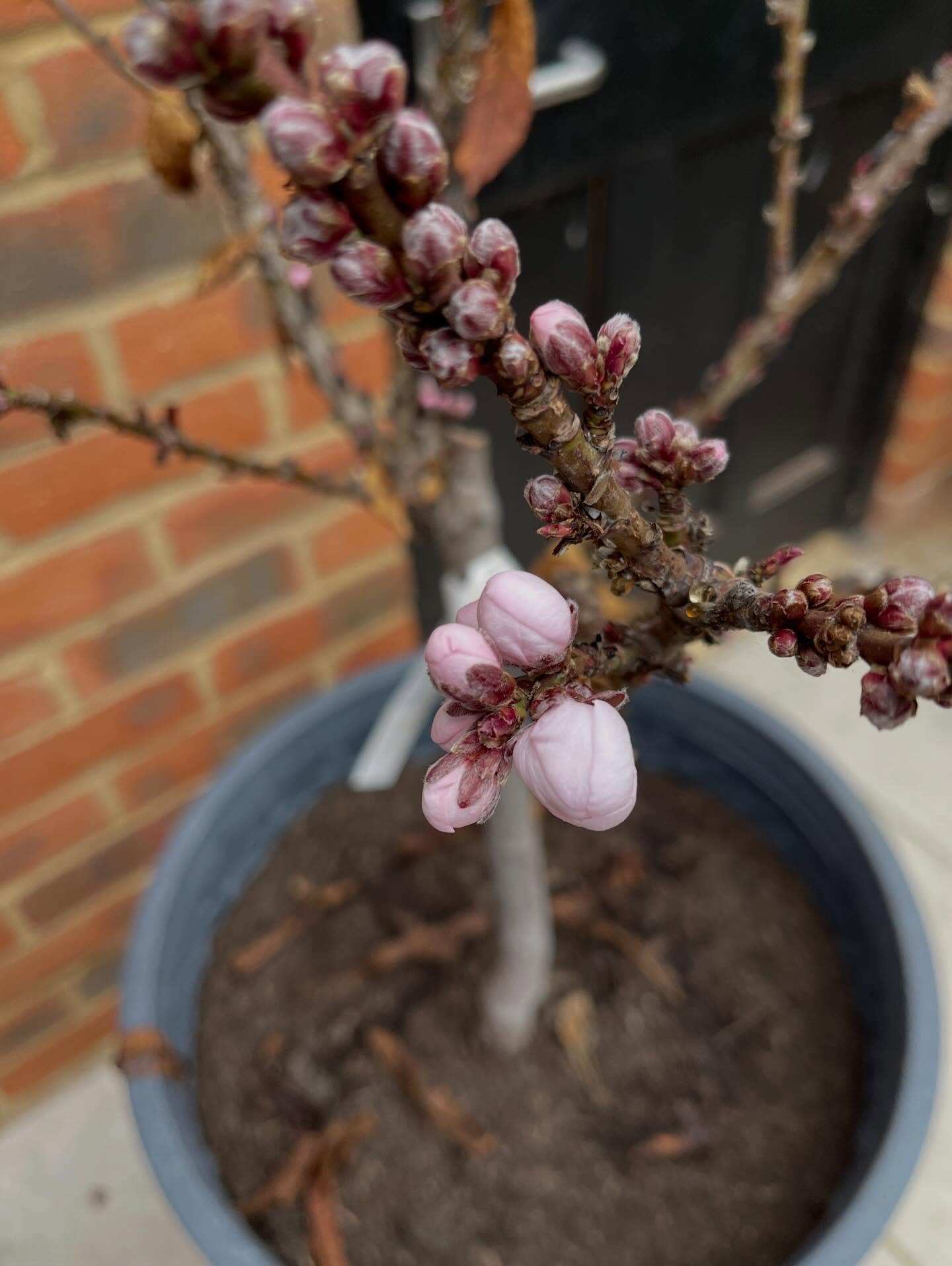 Patio Peach âCrimsonâ just breaking flower bud - admittedly in a sheltered greenhouse - surely Spring must be round the corner!?! #softfruit #peach #merlinlawncare #winchesterbusiness #hampshire