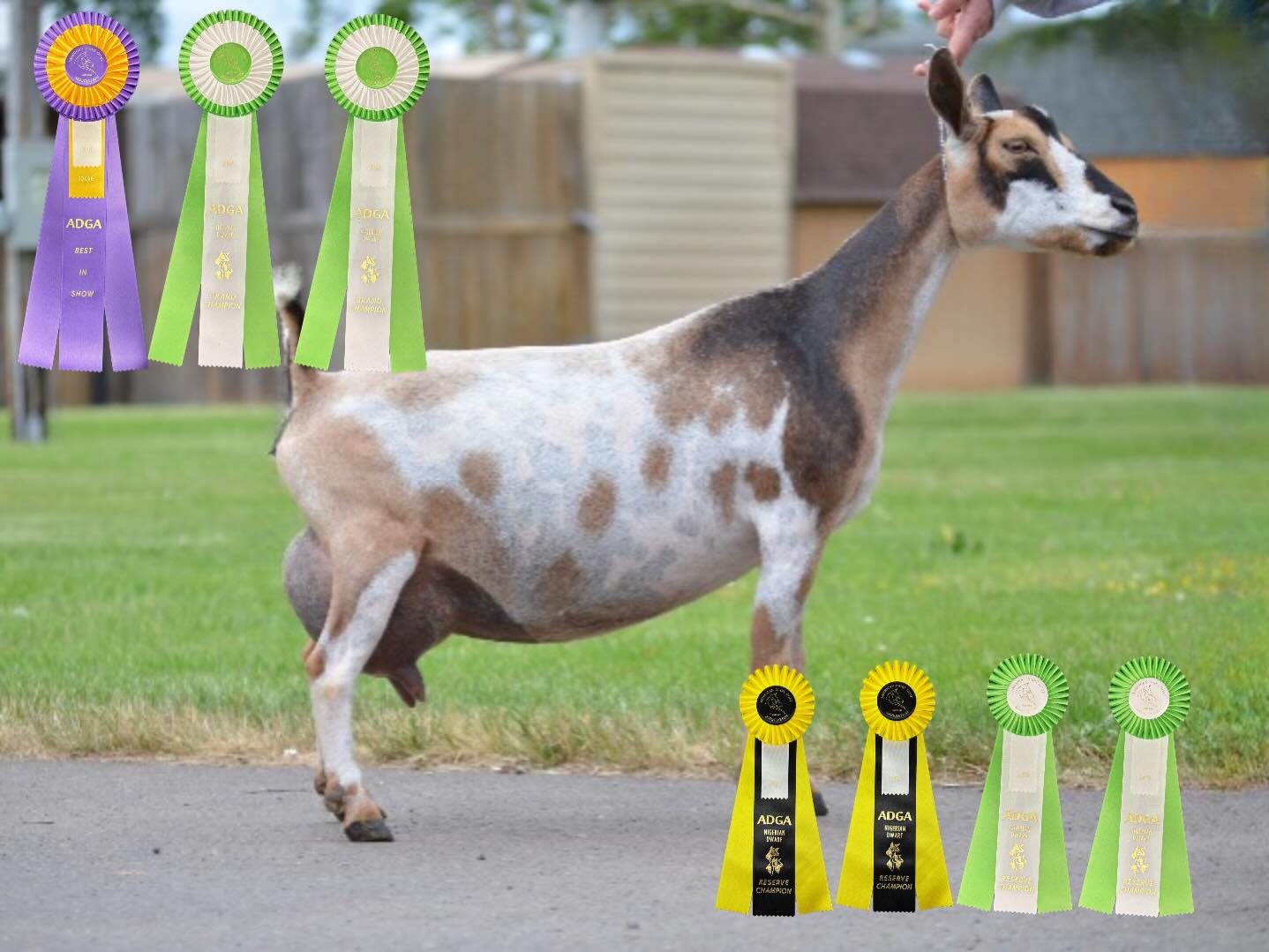 Our first homegrown doe; Winnie!
✨Rockin JF Winnie 🍯✨
Born in 2021, Winnie came to be! This girl has given us amazing offspring that have consistently done good in the show ring. Winnie is easy-going, a great mom, quiet, and just so sweet. Winnie is turning 5 this year and it’s surreal 🥹
🏆Show Highlights:
• 2024 wins include: RSCH in the ADGA Sanctioned Youth Show at NWODGA, RSCH in the ADGA Sanctioned Youth Show at Barn in the USA, RSCH in the open class, and finally ended the year with RSCH at the Open State Fair Show
• 2025 wins include: GCH and BIS in the ADGA Sanctioned Youth Show at NWODGA and GCH in the ADGA Sanctioned Youth Show at Barn in the USA
🐐Pedigree Notes:
Winnie is the Dam to 3 of our does; Robin, Trixie, and Jessie. Robin is going to be a 3yro 2 Fresh, and Trixie and Jessie will be 2yro FF!
🌟Looking Ahead:
Unfortunately Winnie has not been able to become bred this year due to complication. We are hoping and praying she does next year 🙏.
FF - triplets
2F - quads
3F - quads
4F - will be taking a year off
Go check out her pedigree at https://www.rockin-j-farm.com/winnie 🧬
#adga #4h #farmlife #homestead #nigeriandwarfgoats