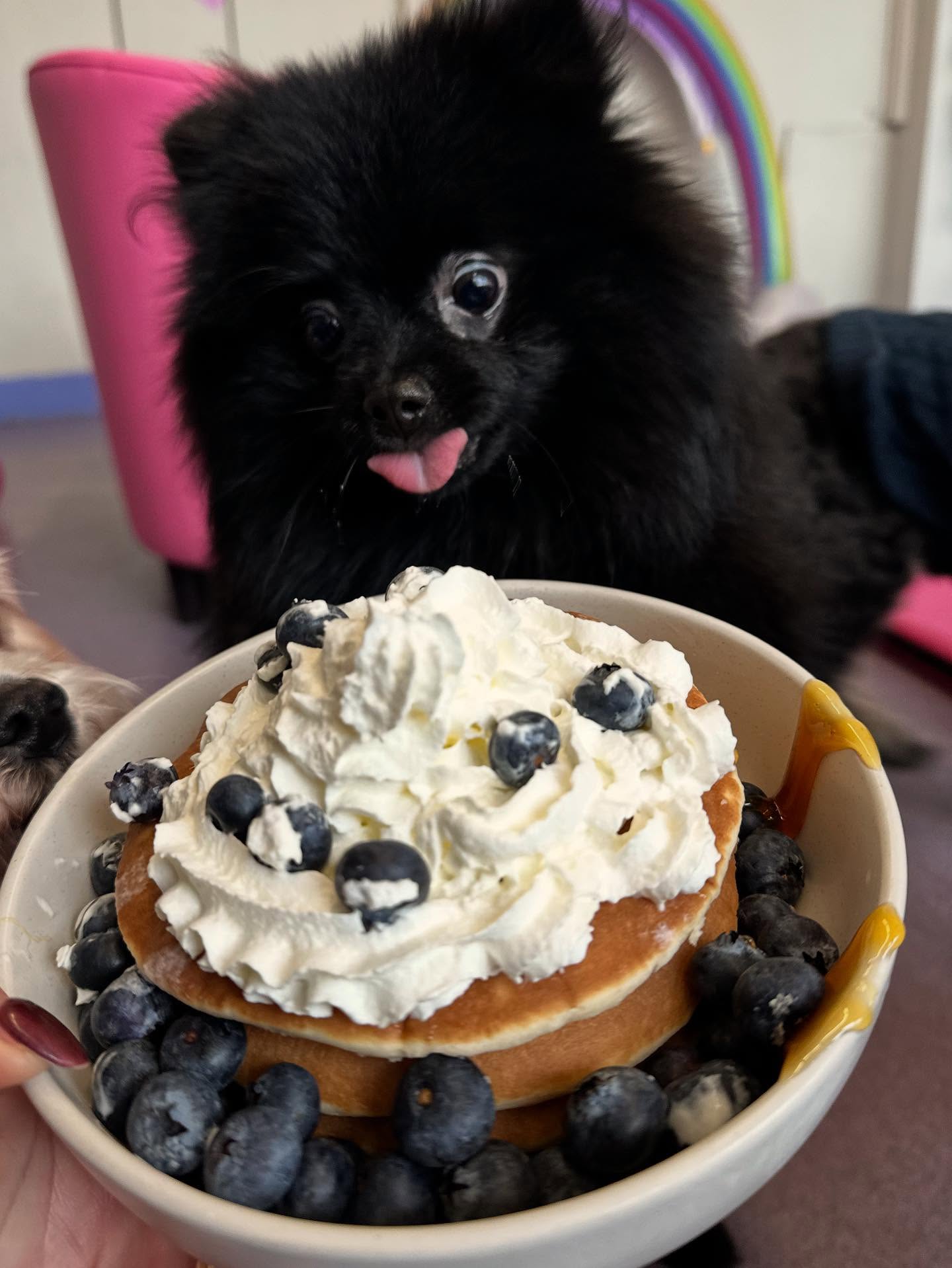 This is exactly how we feel about pancakes too 🤤 🥞 🩷 @lottie_qt