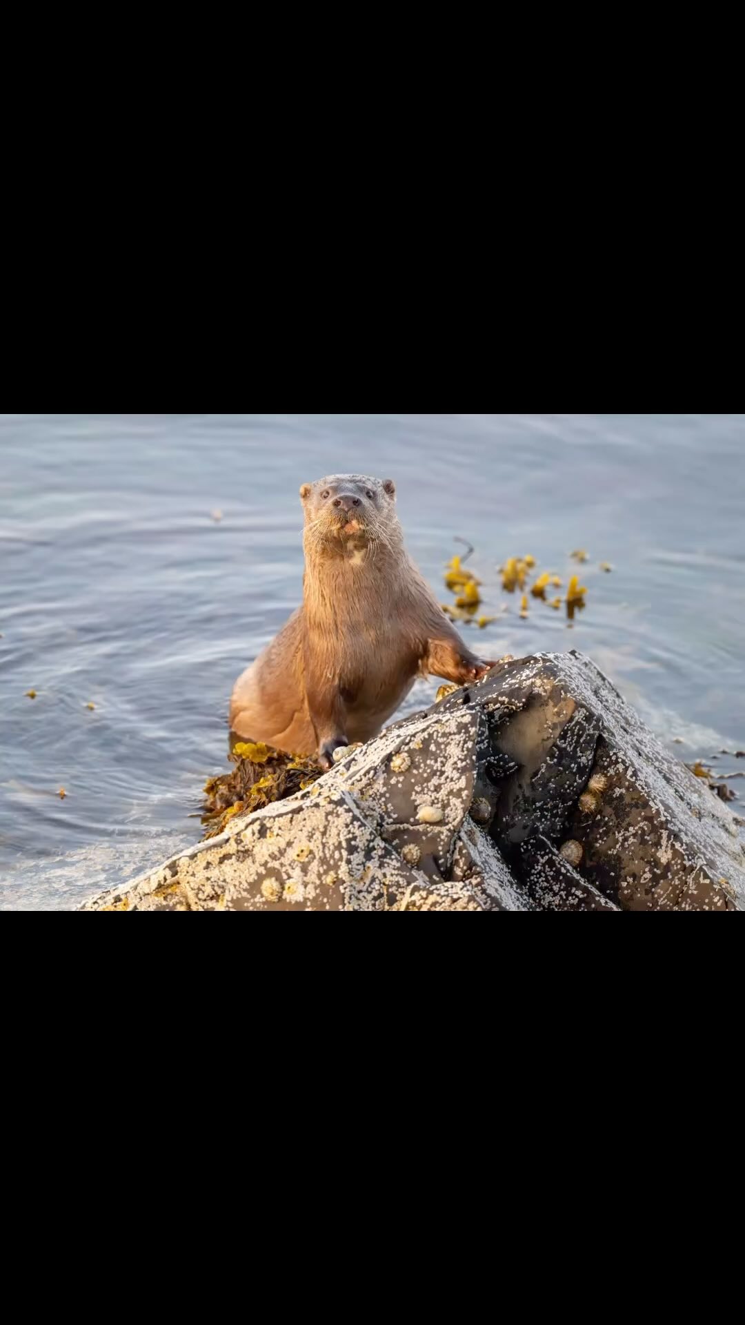 L’archipel des iles Shetland est le meilleur endroit en Europe pour observer la loutre. J’accompagnerai un séjour pour observer les loutres, les oiseaux et les mammifères marins aux Shetland du 19 au 29 juin. https://www.contrees-sauvages.com/à-la-rencontre-des-plus-beaux-sites