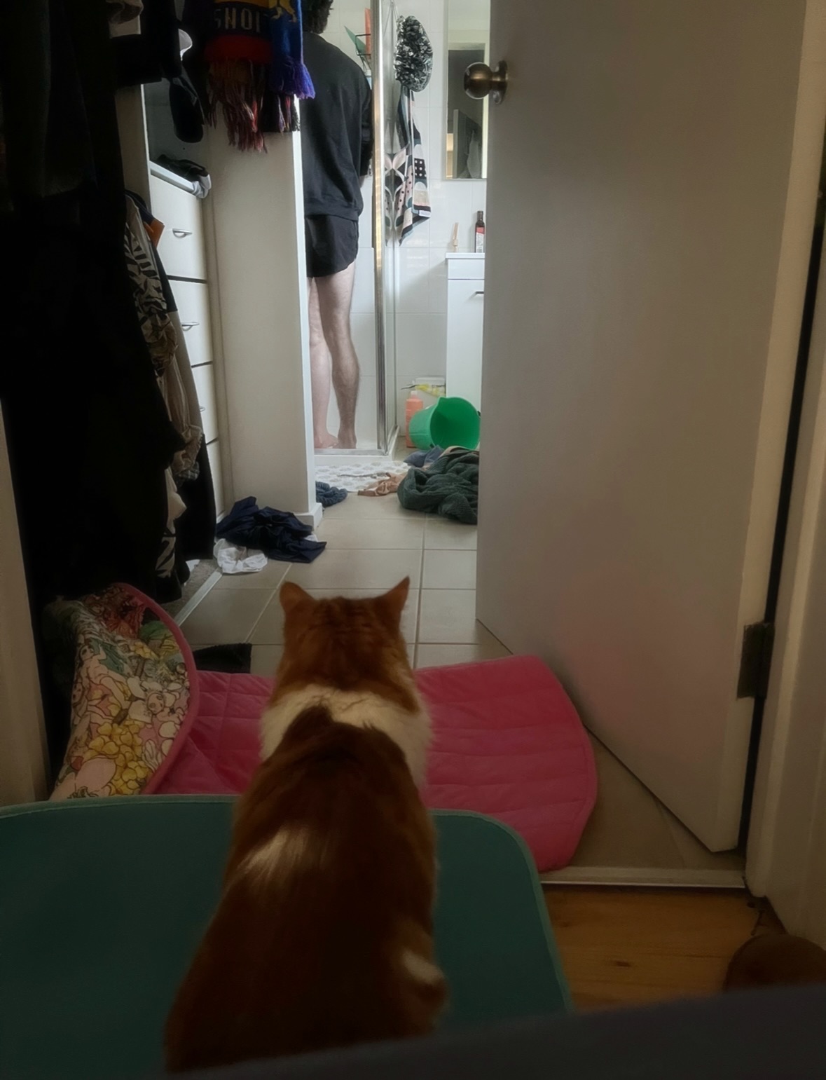 Meet Mr Peppy - the newest member of #thepetsofbirth!
This little gentleman was suuuper curious while Georgie laboured at home. Every sound? Investigated. Every movement? Closely supervised.
And when Georgie hopped in the shower with Dad supporting her, Mr Peppy went into full bodyguard mode. Standing watch. Ears perked. Heart loyal.
#doula #birthdoula #birth #melbournedoula