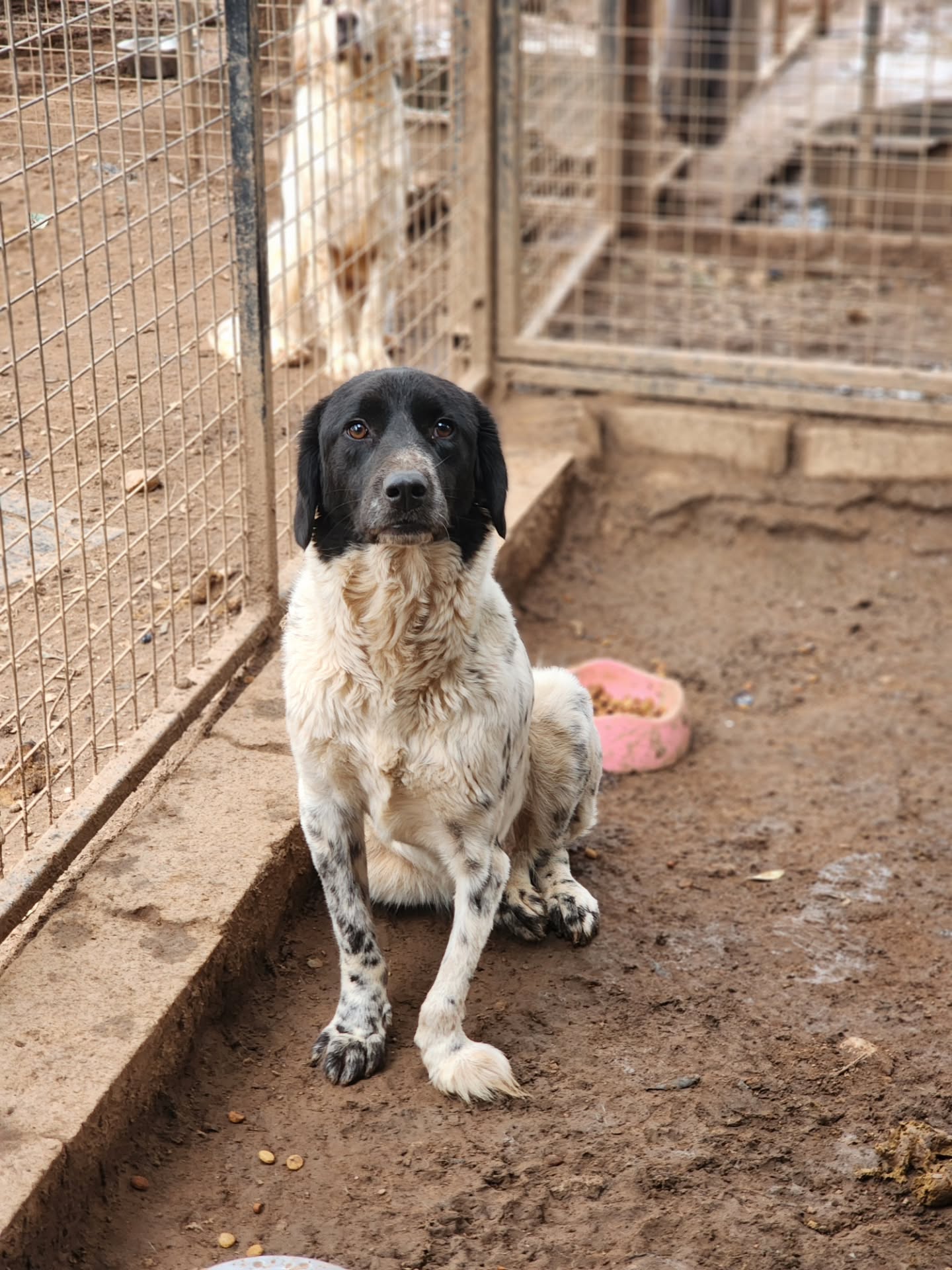 Every dog deserves a home, but disabled dogs even more so!
Our Nelly has been waiting for so long, could 2026 be her year?
Find out more about Nelly on our website www.melezdogrescue.com/nelly