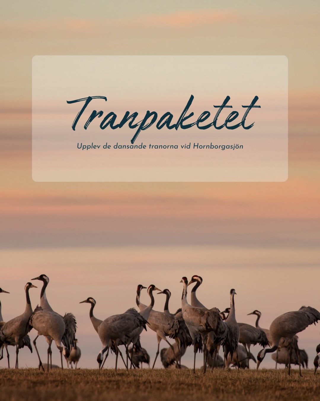 Snart är det säsong för de dansande tranorna! 🌅
Boka vårt unika tranpaket och kombinera skådespelet vid Hornborgasjön med en avkopplade hotellvistelse. Vakna utvilad, fyll kaffetermosen och ge dig ut i den krispiga morgonen när solen sakta går upp och tranornas dans tar sin början.
I paketet ingår förutom naturupplevelser en 2-rätters middag och tillgång till skön avkoppling i bastun. ✨
Boka via länk i bio eller kontakta oss:
Info.konst@julahotell.se
+46 (0)511 - 31 00 00