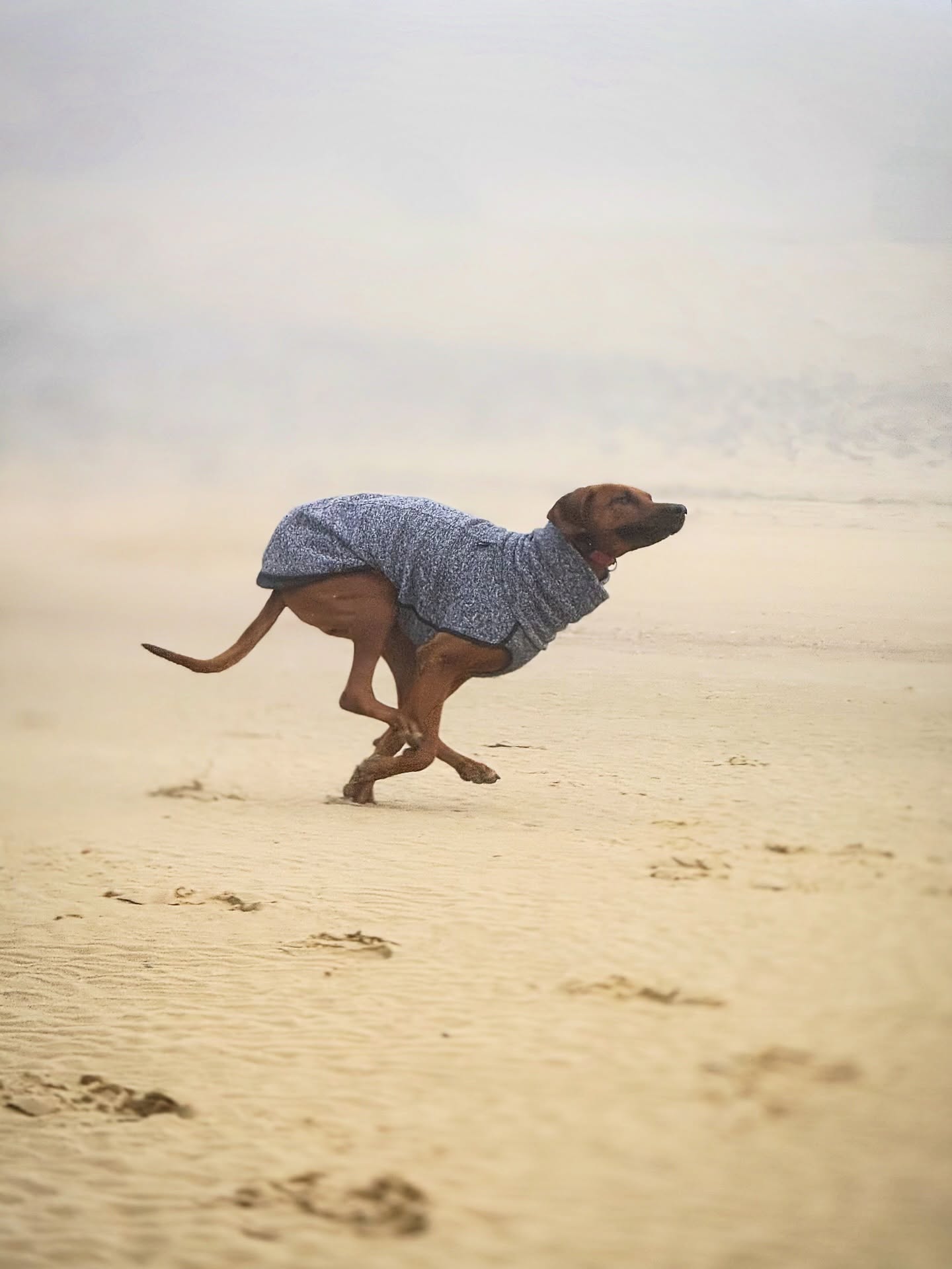 Ivy 💕 leicht wie ein Gedanke über dem Sand
.
.
#ridgeback #🚀 #hundeliebe #mydog #rhodesianridgeback