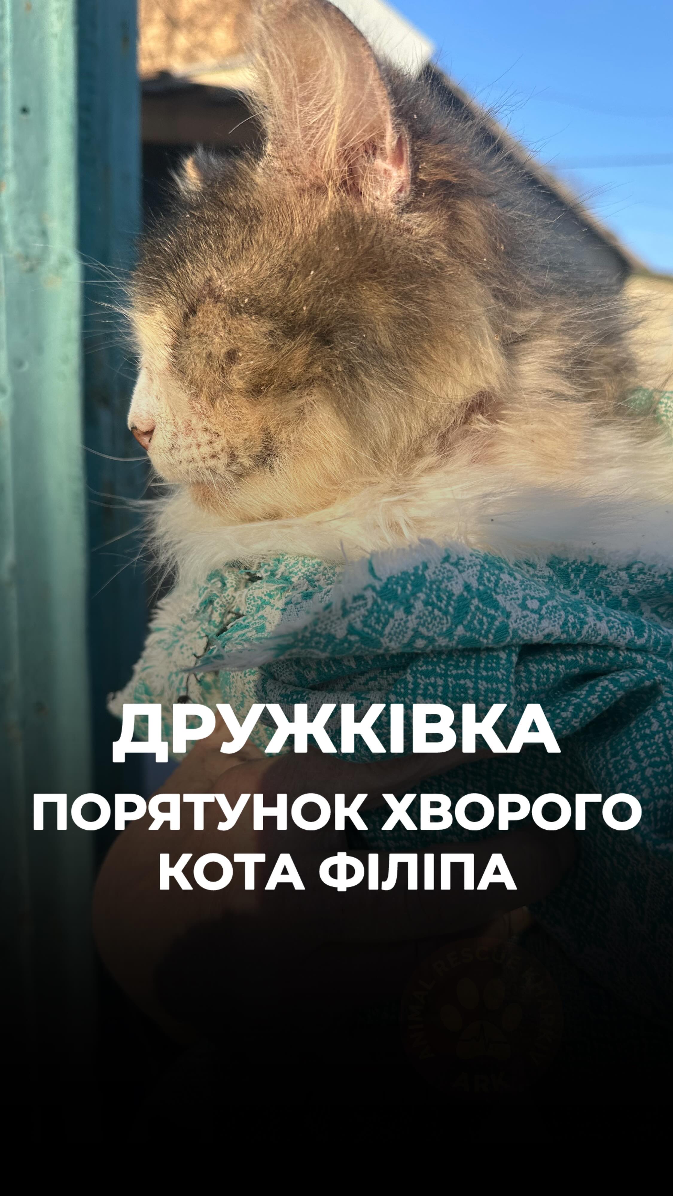 Дружківка. Так відбувався порятунок хворого котика Філіпа (⬇️ENG)
Ми доставили його в нашу клініку ARK. Котик був весь вкритий скоринками шкіри.
У Філіпа діагностували підшкірного кліща.
Ми розпочали йому курс лікувальних купань.
Після них Філіпчик почуває себе значно легше.
Він навіть сам собі подобається, знає, що він красунчик :)
Зараз Філіп продовжує лікування в ARK.
Дякуємо @network_for_animals за допомогу в порятунку тварин війни!
Хай Життя переможе все!
Зробити донат можна за посиланням у біо👆
Druzhkivka. This is how the rescue of the sick cat Philip took place
We brought him to our ARK clinic. Philip was completely covered with skin crusts.
He was diagnosed with subcutaneous mites.
We started a course of medicated baths for him.
After that, Philip feels much better.
He even likes himself now — he knows he’s a handsome boy :)
Philip is continuing his treatment at ARK.
Thank you @network_for_animals for helping rescue animals affected by the war!
May life overcome everything!
You can make a donation via the link in our bio 👆