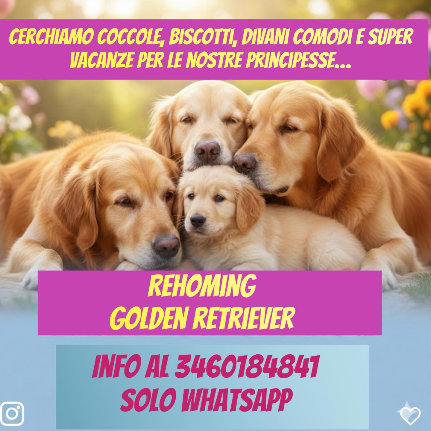 Spesso si pensa che la vita di chi alleva sia solo cuccioli e corse nei prati. La verità è che è una scelta totalizzante, fatta di sacrifici che non ci permettono mai di staccare. Proprio perché li amiamo profondamente, abbiamo deciso di aprire le porte al rehoming:scegliere il rehoming significa mettere il benessere del cane davanti a tutto. Desideriamo che i nostri cani possano avere quello che noi, per scelta e dovere, non riusciamo a dargli: il divano tutto per loro, le attenzioni esclusive di una famiglia e, banalmente, una vacanza. Vorremmo che vedessero il mare, che corressero sulla neve e che vivessero quella libertà che la nostra vita, così impegnativa, purtroppo limita. Vogliamo che i nostri cani facciano quelle esperienze che a noi mancano: i viaggi, i pomeriggi di pigrizia totale, le coccole h24. Meritano di vedere il mondo oltre il nostro allevamento. Abbiamo anche un cucciolo pronto a iniziare questa nuova avventura in famiglia.
Requisiti fondamentali:
• Residenza vicino a Milano o Lodi (vogliamo restare presenti).
• Tanto amore da dare.
Se pensate di essere la famiglia giusta, scriveteci su WhatsApp al numero 3460184841.