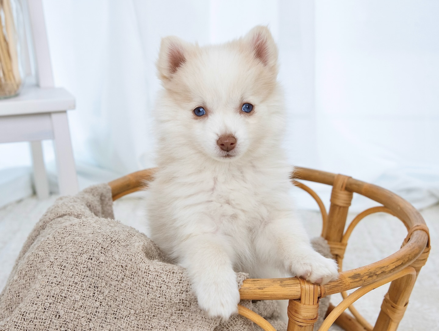 🇨🇭❄️🏔️
Unser kleines Pomsky-Mädchen ist umgezogen und ich könnte mir kein schöneres neues Kapitel für sie vorstellen: In der Schweiz wird sie mit @lilly.the.pomsky.princess der Tochter von meiner Bella, ganz viel gemeinsame Zeit haben. Spielen, toben, durch Wiesen flitzen und natürlich Spaziergänge vor traumhaften Bergen und viele Wanderabenteuer. 🐾✨ Mit 8 Wochen gerade mal 1,3 kg – die Allerkleinste im Wurf. So winzig, dass man beim Laufen wegen ihrem flauschigen Fell fast ihre Füßchen nicht mehr gesehen hat. 🥹🧸
#Pomsky #PomskyDeutschland #PomskyVanessa #PomskyPuppy #pomskylife