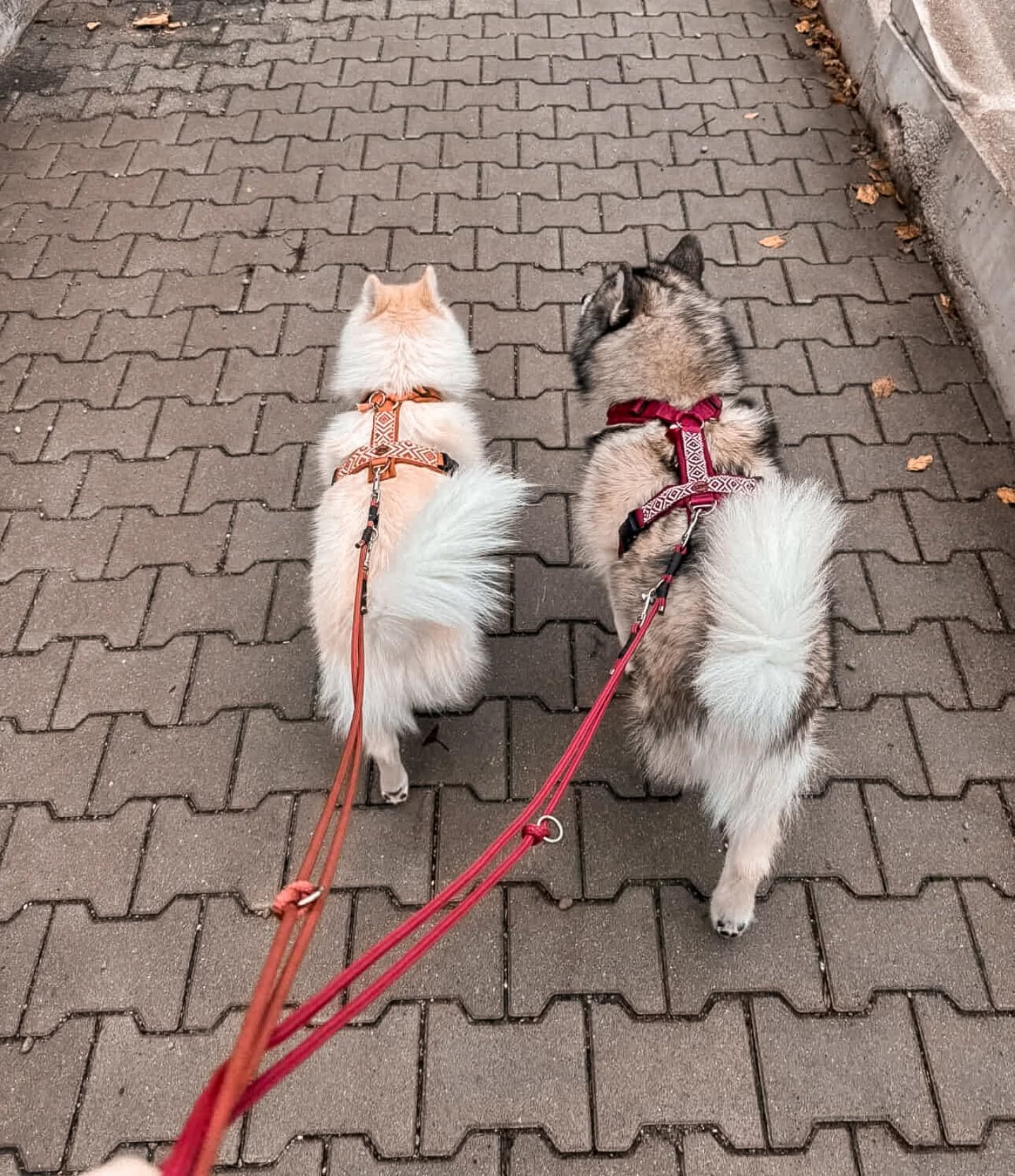 Wir lieben unsere Urban Wolves Geschirre 😍 wir schätzen uns Glücklich, dass wir die einzigen Österreichischen Händler sind, die diese Marke vertreten dürfen ❤️ passend dazu zwei Shiva Chihuahua Tauleinen ❤️
@urbnwlvs @pure_emotions_photography
#hundegeschirr #bohogeschirr #hundezubehör #hundeladen