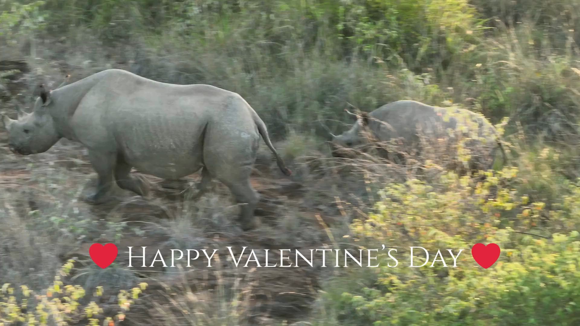 ❤️ This Valentine’s Day, we’re celebrating a calf with a very special story.
Meet Valentine, the first black rhino calf born at Loisaba Conservancy following the historic translocation of black rhinos in early 2024, and the first calf born on Loisaba in over 50 years. His mother, Kibou from Ol Pejeta Conservancy, was among the rhinos moved as part of this ambitious conservation effort. When she gave birth in October 2024, it was a powerful sign that the translocation had worked, that the rhinos had settled, felt secure, and were thriving in their new home.
Valentine’s name carries special meaning. During Loisaba’s “Welcome Home Rhinos” community celebration held on February 14 2024, it was agreed that the first calf born after the translocation would be named Valentine - honouring that moment of partnership, trust, and shared commitment to conservation.
Since his birth, five more black rhino calves have been welcomed at Loisaba, bringing the total of eastern black rhinos at Loisaba to 27 - reinforcing the success of this collaborative effort between Loisaba, Kenya Wildlife Service, and partners including Ol Pejeta Conservancy.
Establishing a new, growing population of black rhinos is a significant step for conservation in Kenya and for the future of this critically endangered species. These important milestones support Kenya’s Rhino Range Expansion Initiative (KRRE), which is committed to securing safe, well-managed and connected landscapes where rhino populations can recover and thrive.
This Valentine’s Day, we celebrate partnership, protection, and new beginnings, and a little black rhino who represents them all. 🦏💚
#LandConnectedLifeProtected #ConservationSuccess #RhinoProtection #WildlifeConservation #EndangeredSpecies #BlackRhinos #KenyaWildlife #SustainableFuture #AnimalRescue #BiodiversityPreservation #CommunityCelebration