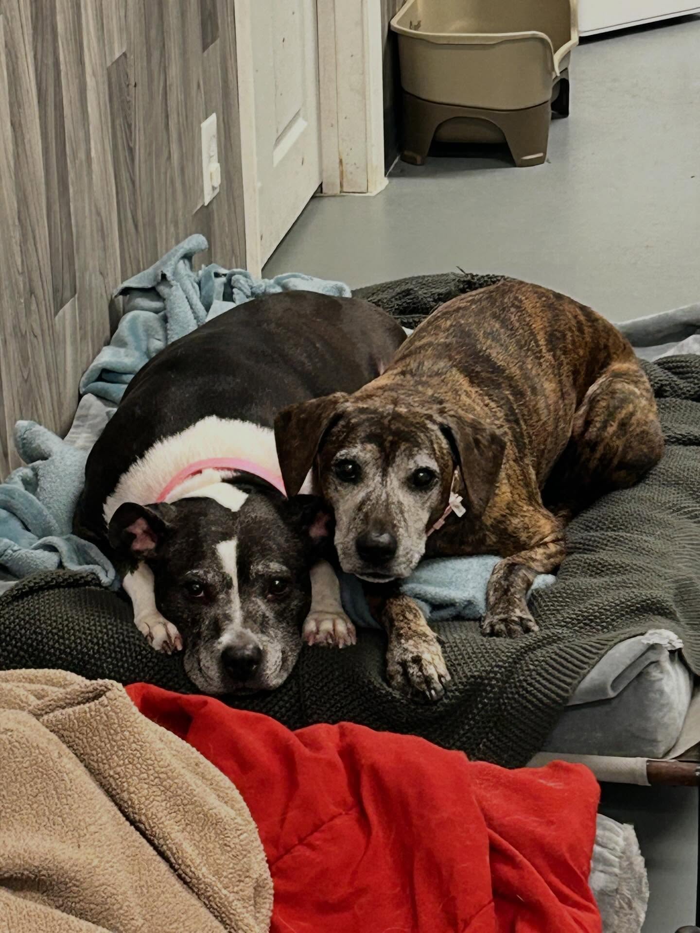 Bailey and Lola - two peas in a pod! 😁🐶