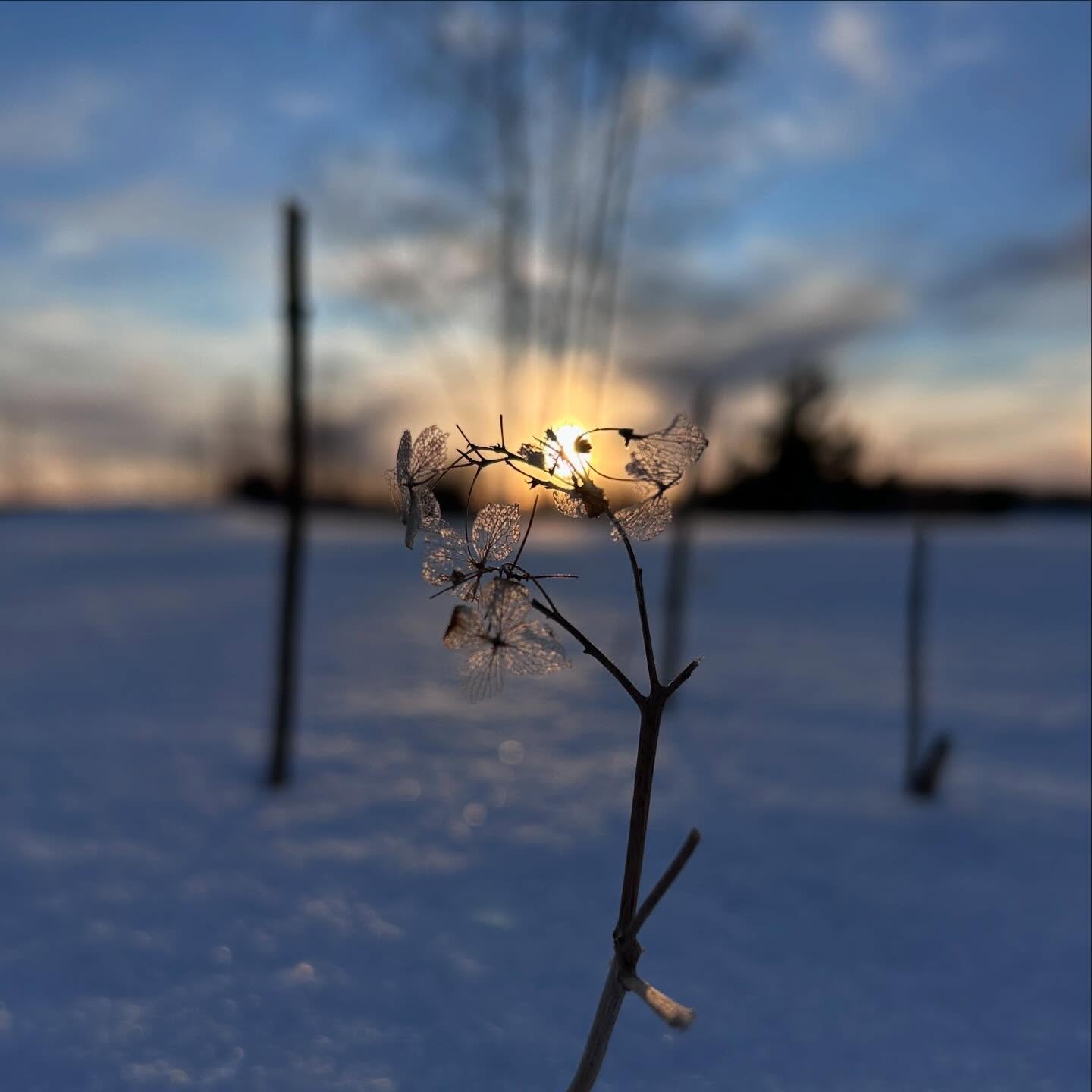 P A T I E N T L Y
W A I T I N G
A skeleton of what
once was.
Quietly standing
vigil.
We shall bloom
again.
#mwordsphoto