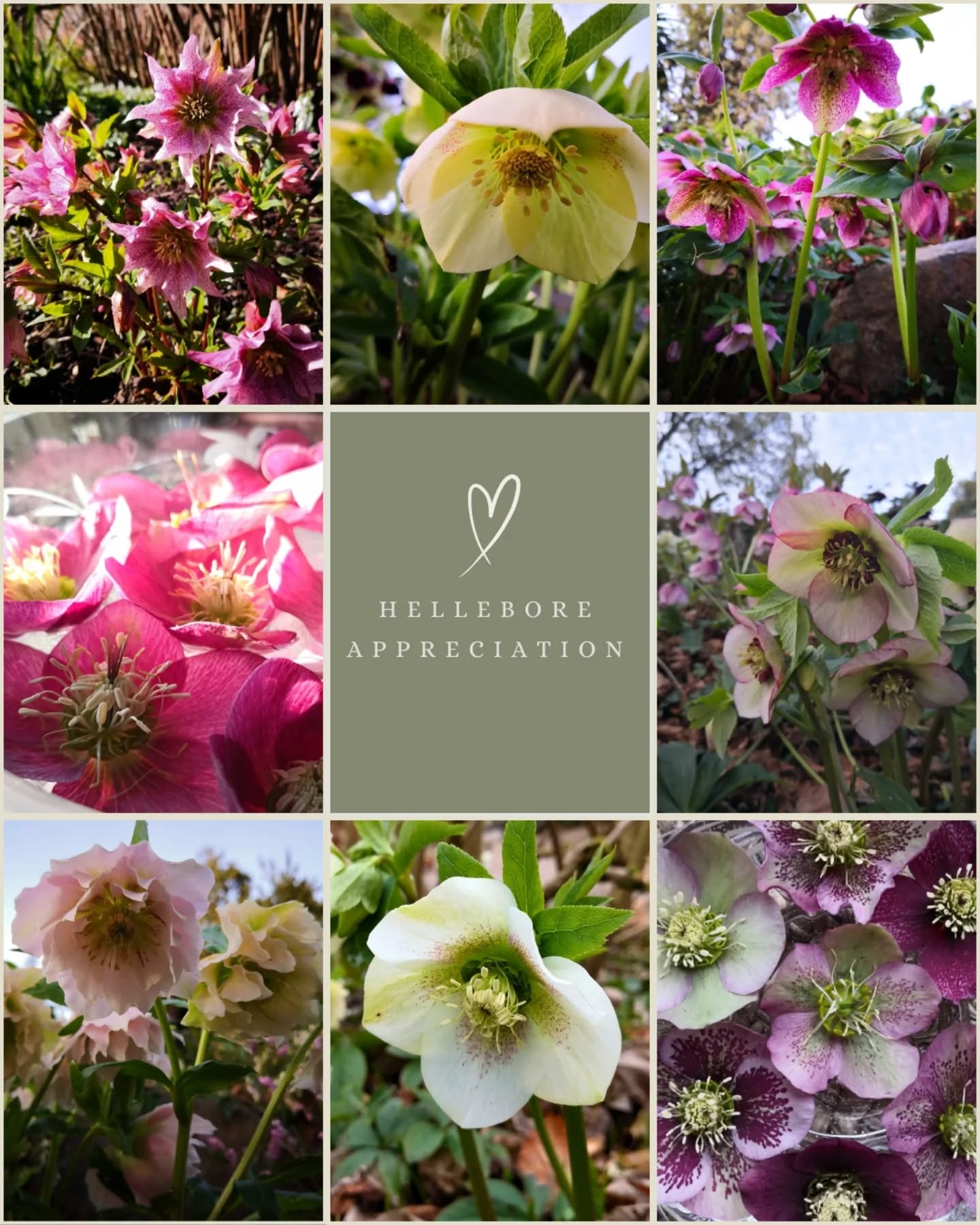 I โค๏ธ hellebores.
When I look back at my camera roll, every February is full of Hellebore photos. They are definitely one of my winter favourites. Easy to grow in a shady spot, they quietly spring into action while the winter weather is at it's worst, or should that be, wettest... The evergreen foliage creates a great backdrop for the rest of the year too.
My winter garden wouldn't be complete without them.
๐ฟ๐ฟ๐ฟ๐ฟ๐ฟ
About: Nicola Oakey Design is a garden designer based in Rutland. She works across Rutland, Leicestershire, Northamptonshire and Lincolnshire creating plant-rich gardens with year-round interest.