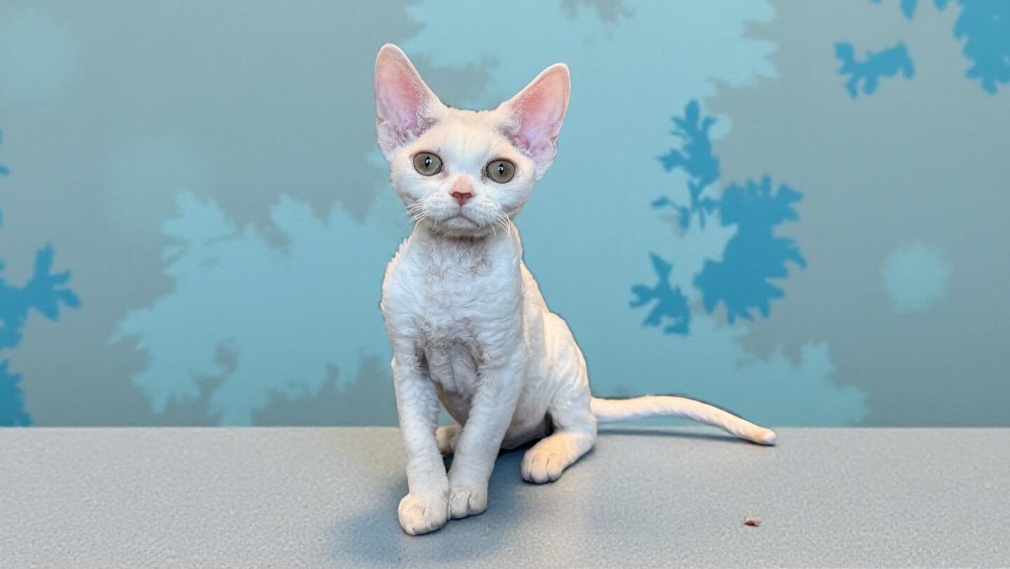 Journey! How far you’ve come. My silly happy derpy girl. ❤️🥰 your sweetness is evident in every single photo I take. Even the outtakes. 😂 #devonrex #devonsofinstagram #devonrexkitten #devonrexcanada