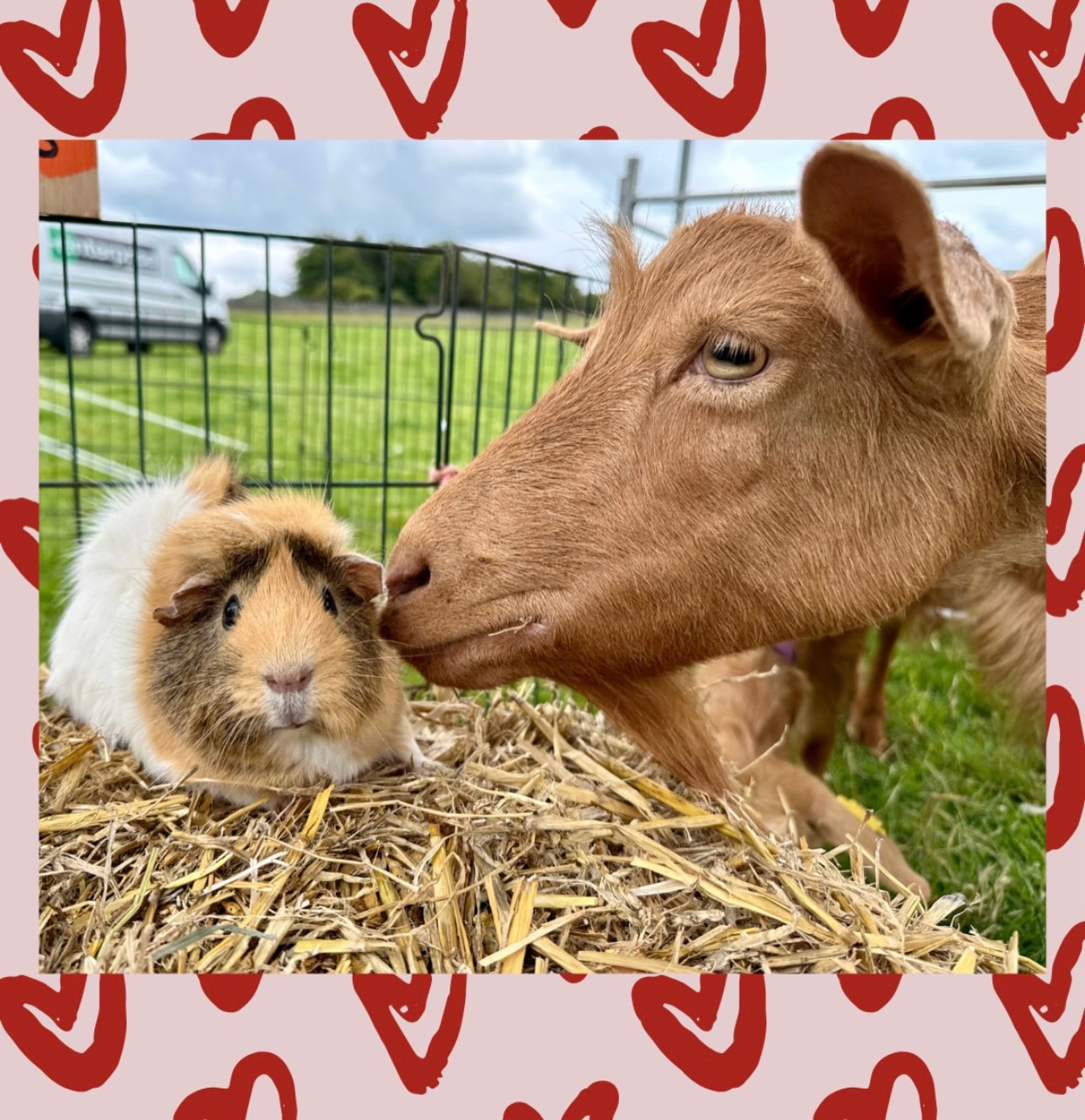 Snuffle and sniff, whiskers and paws,
A quiet moment, full of calm and pause.
Farmyard friendships, gentle and small,
Bringing comfort and peace to one and all.
Our guinea pigs do more than charm,
They support hearts and minds, keeping them calm.
From classrooms to care homes, they help hearts heal,
A presence that’s steady, soothing, and real.
This Valentine’s Day, share a gift that’s true
£20 feeds them for a month from you.
An instant certificate sent straight away,
A thoughtful Valentine’s, love that will make someone’s day🥰
https://www.heeleyfarm.org.uk/donate 🫶
#giftdonations #charity #supportsmallbusiness #sheffieldissuper #heeleycityfarm